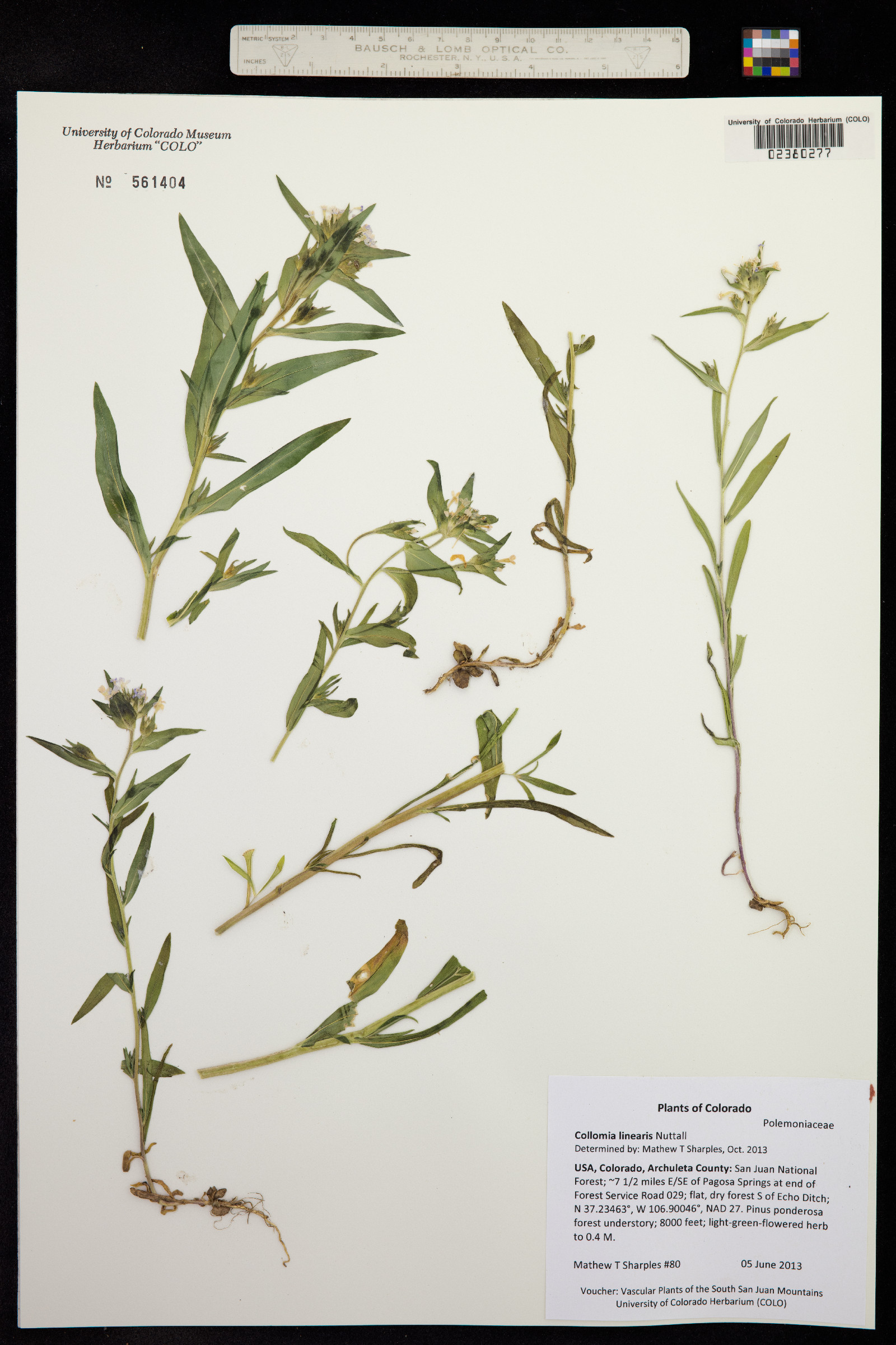 Collomia linearis image