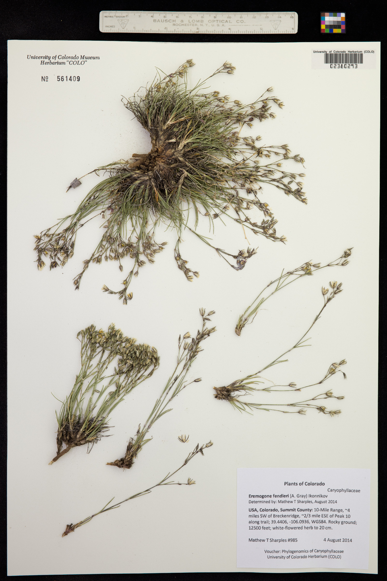 Eremogone fendleri image