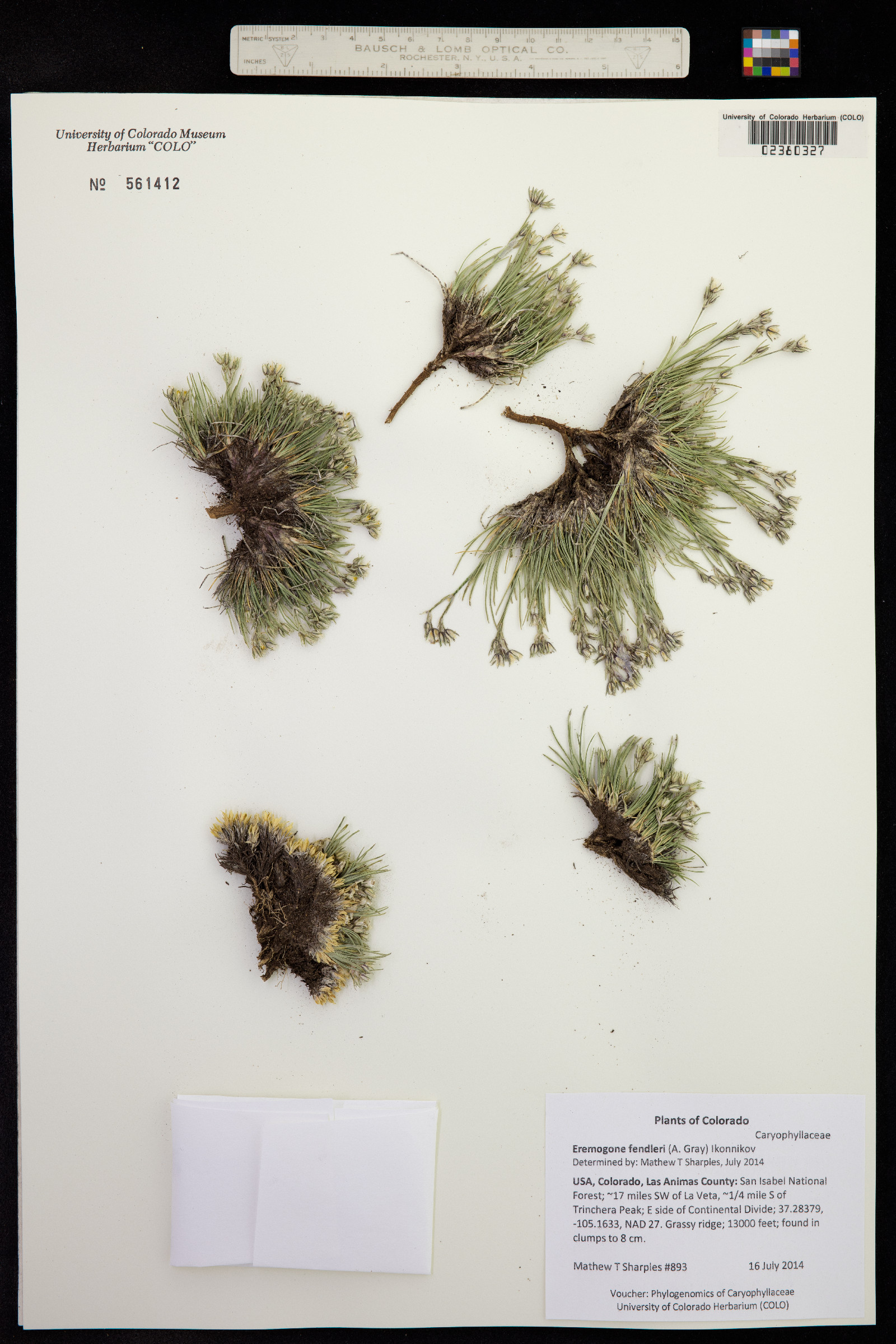 Eremogone fendleri image