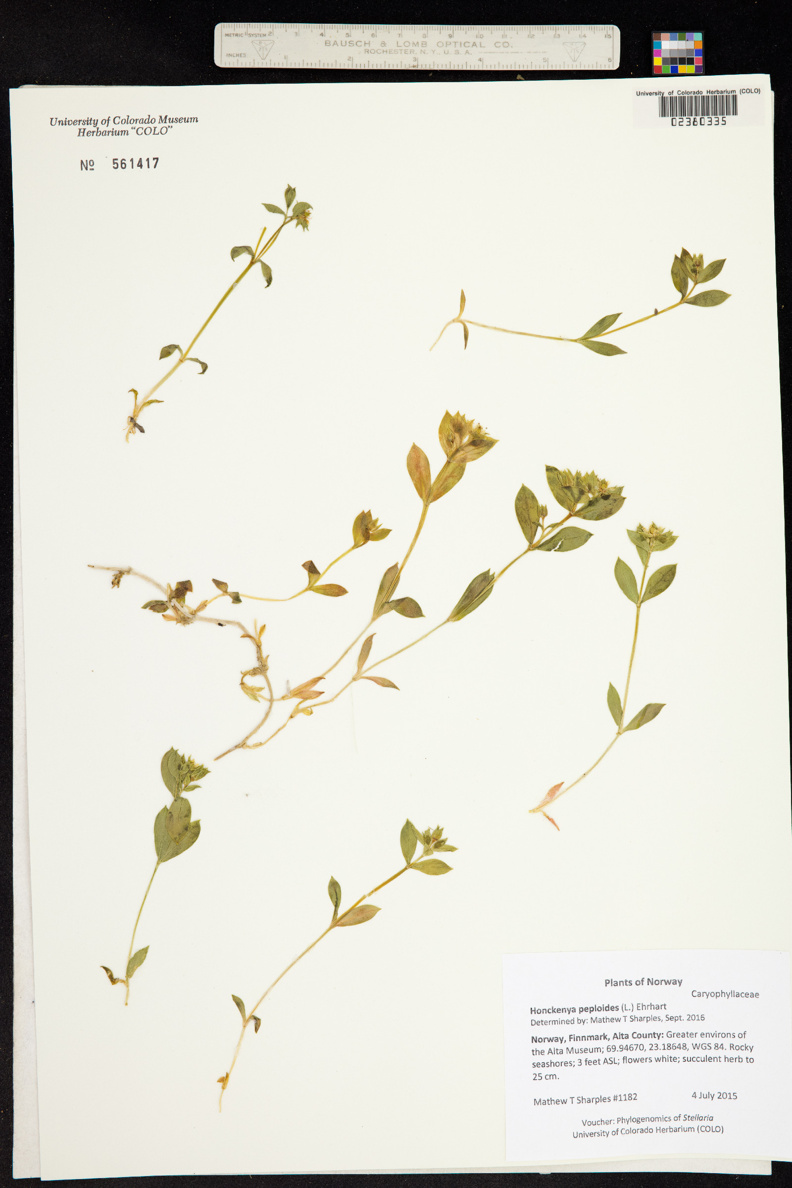 Honckenya peploides image