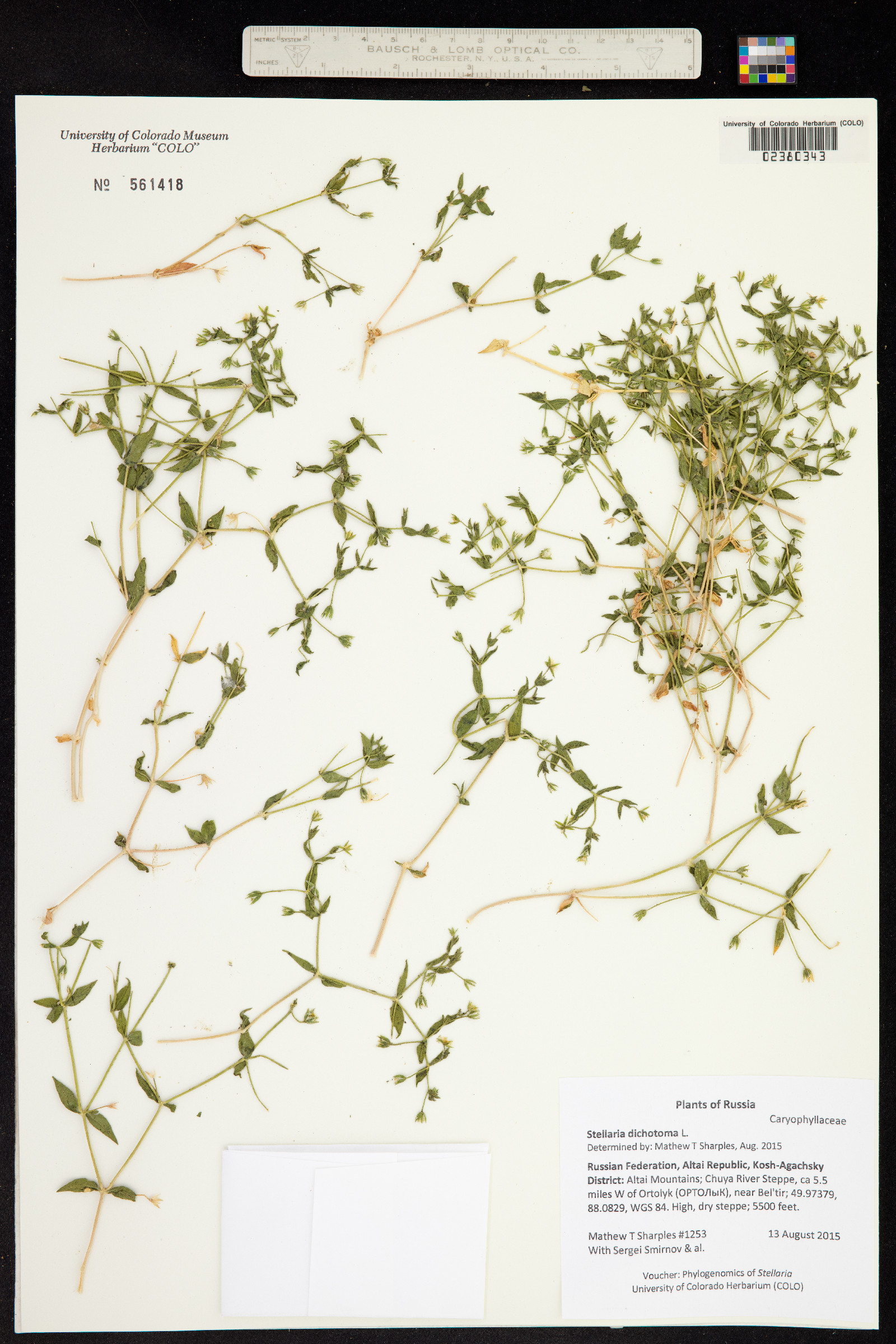 Stellaria dichotoma image