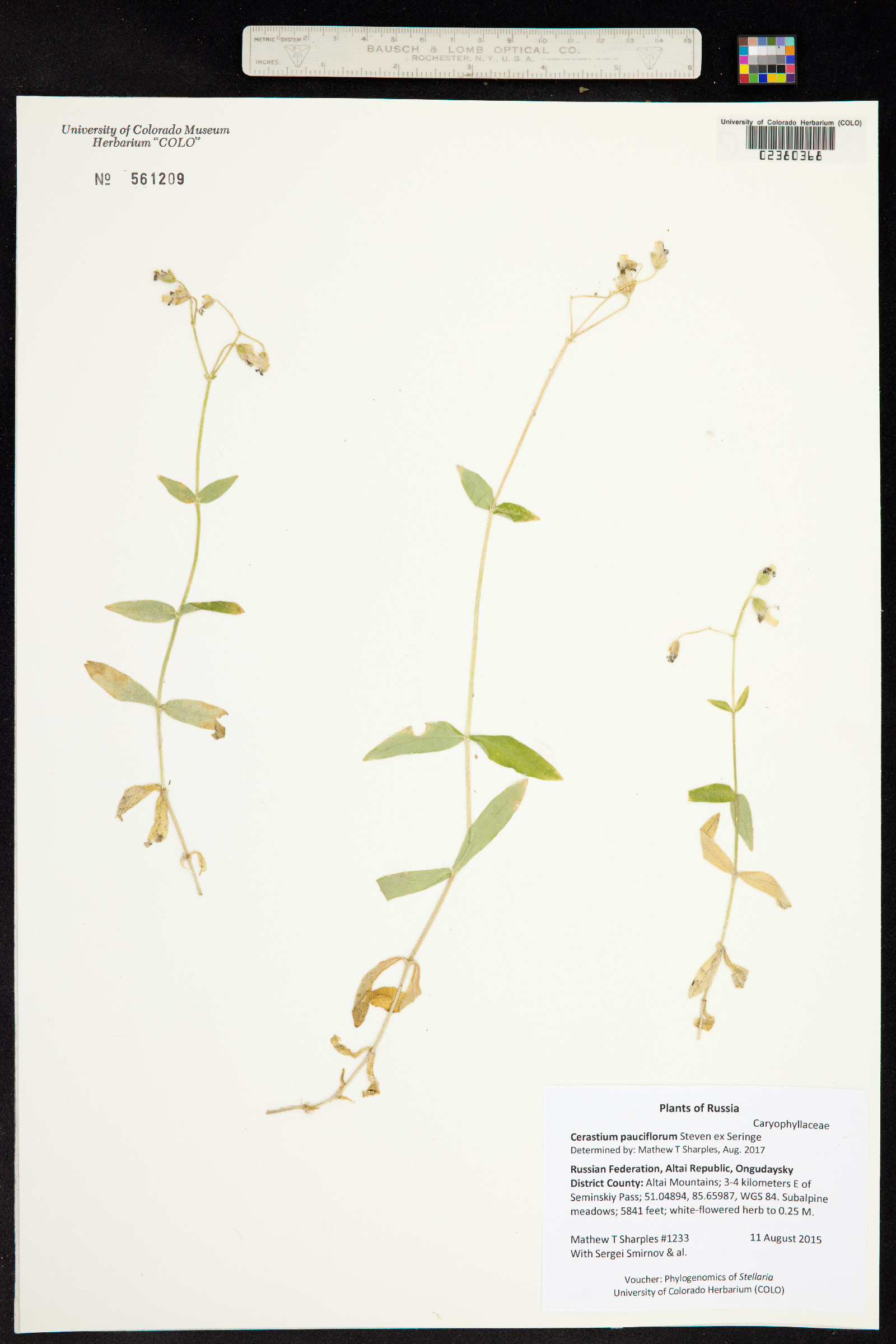 Cerastium pauciflorum image