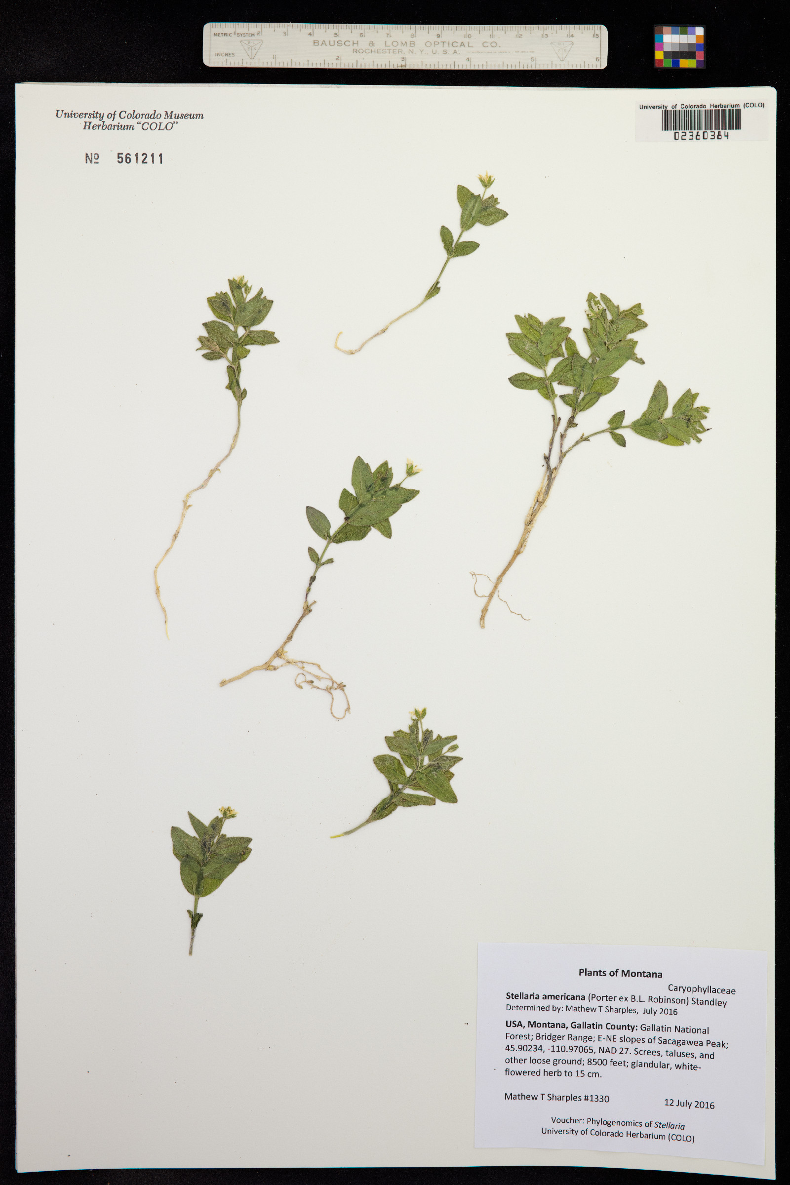 Stellaria americana image