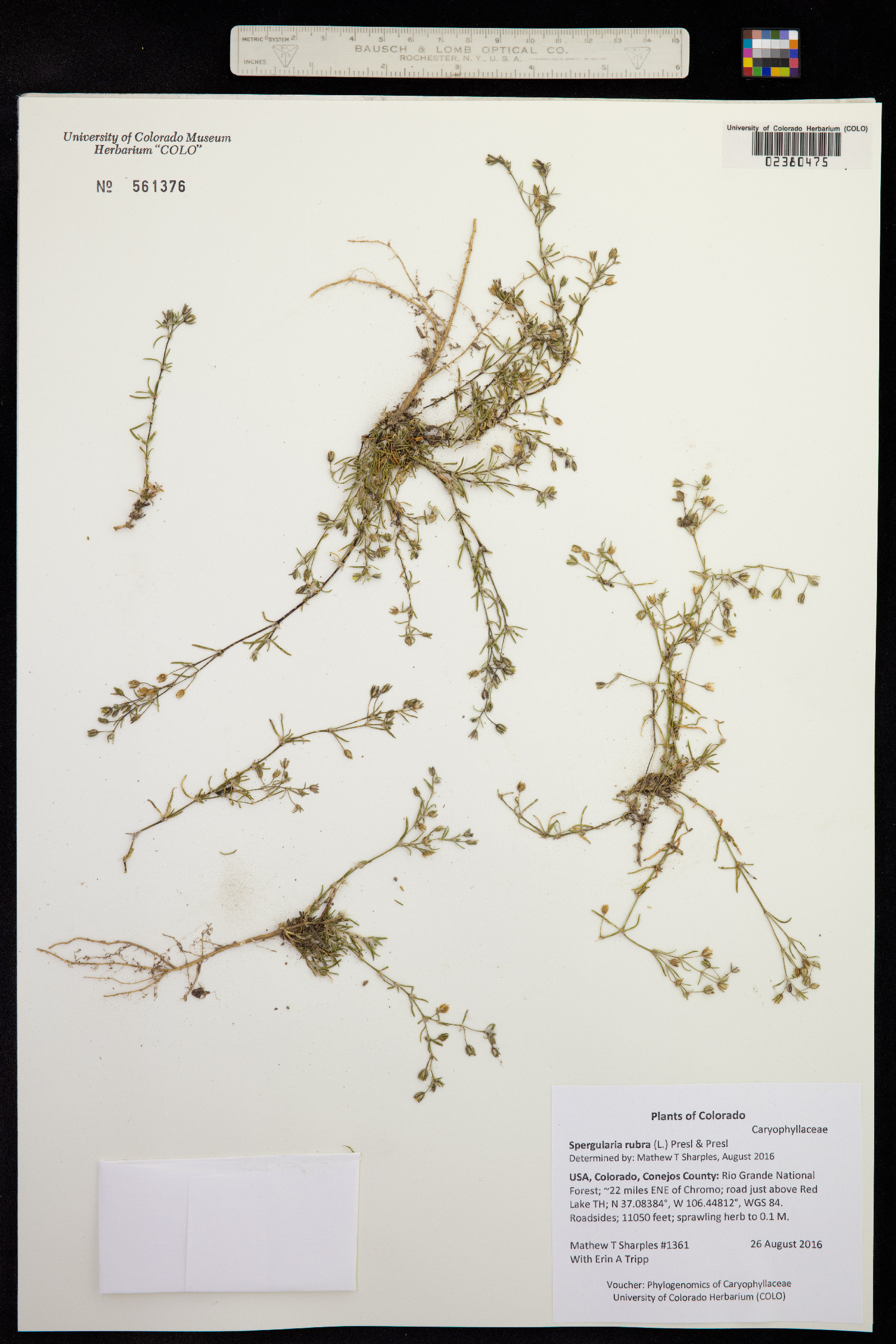 Spergularia rubra image