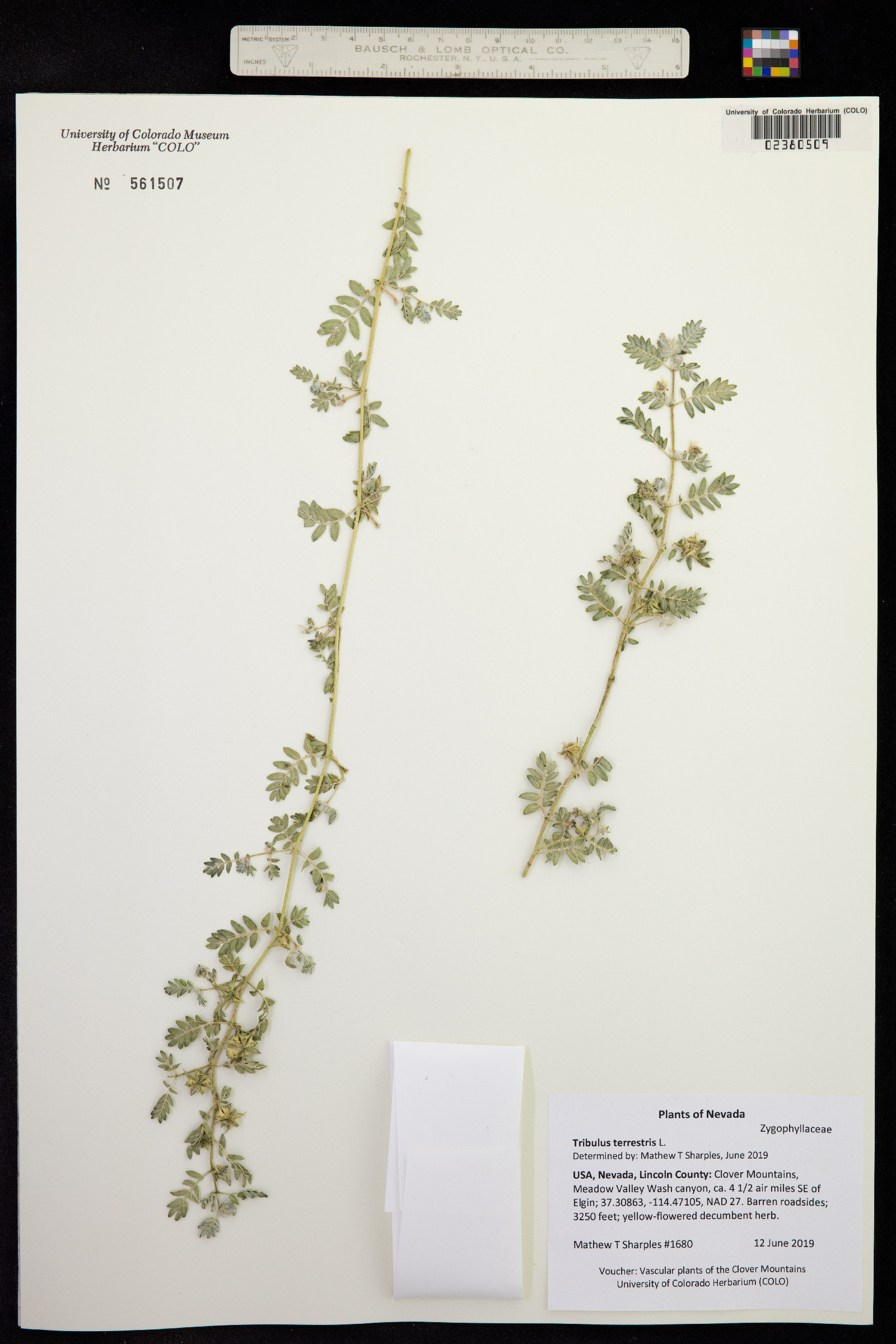 Tribulus terrestris image