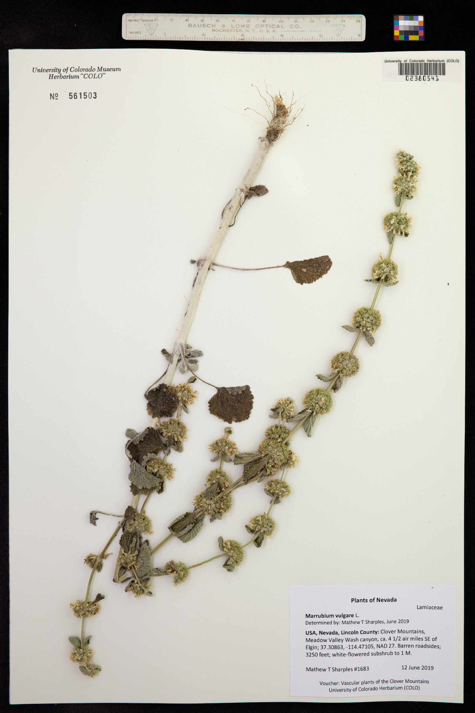 Marrubium vulgare image