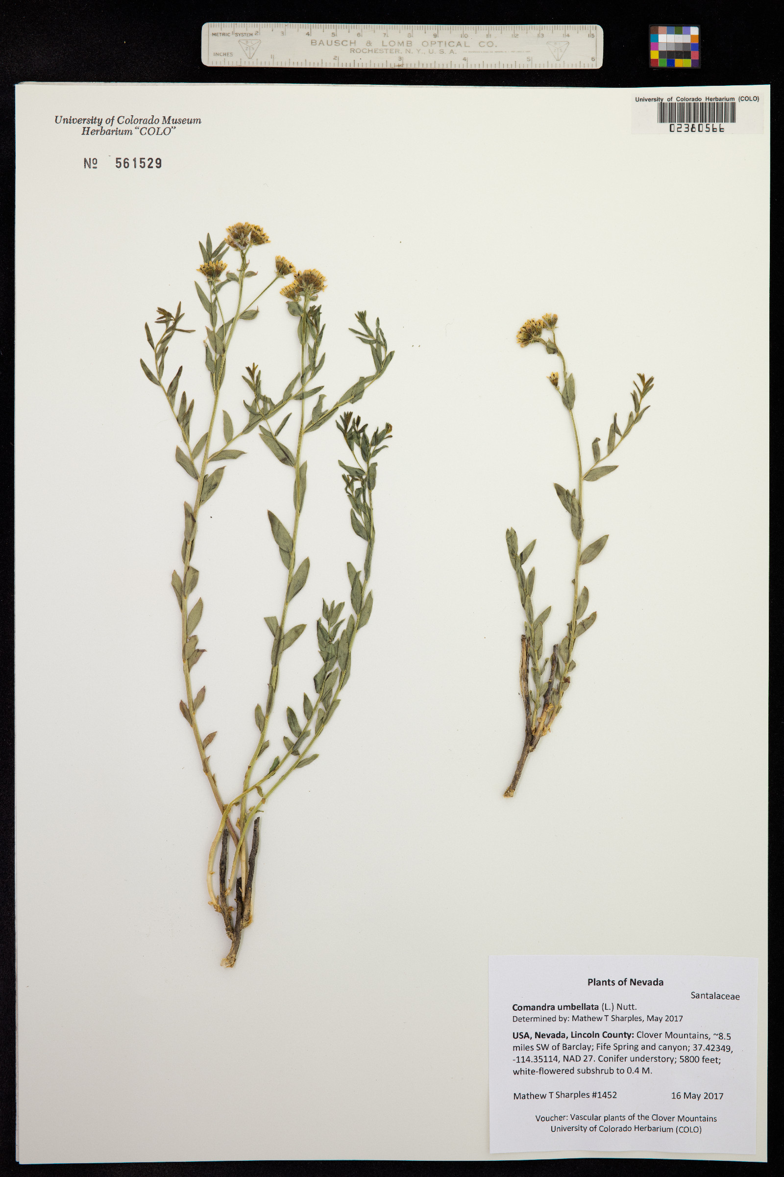 Comandra umbellata image