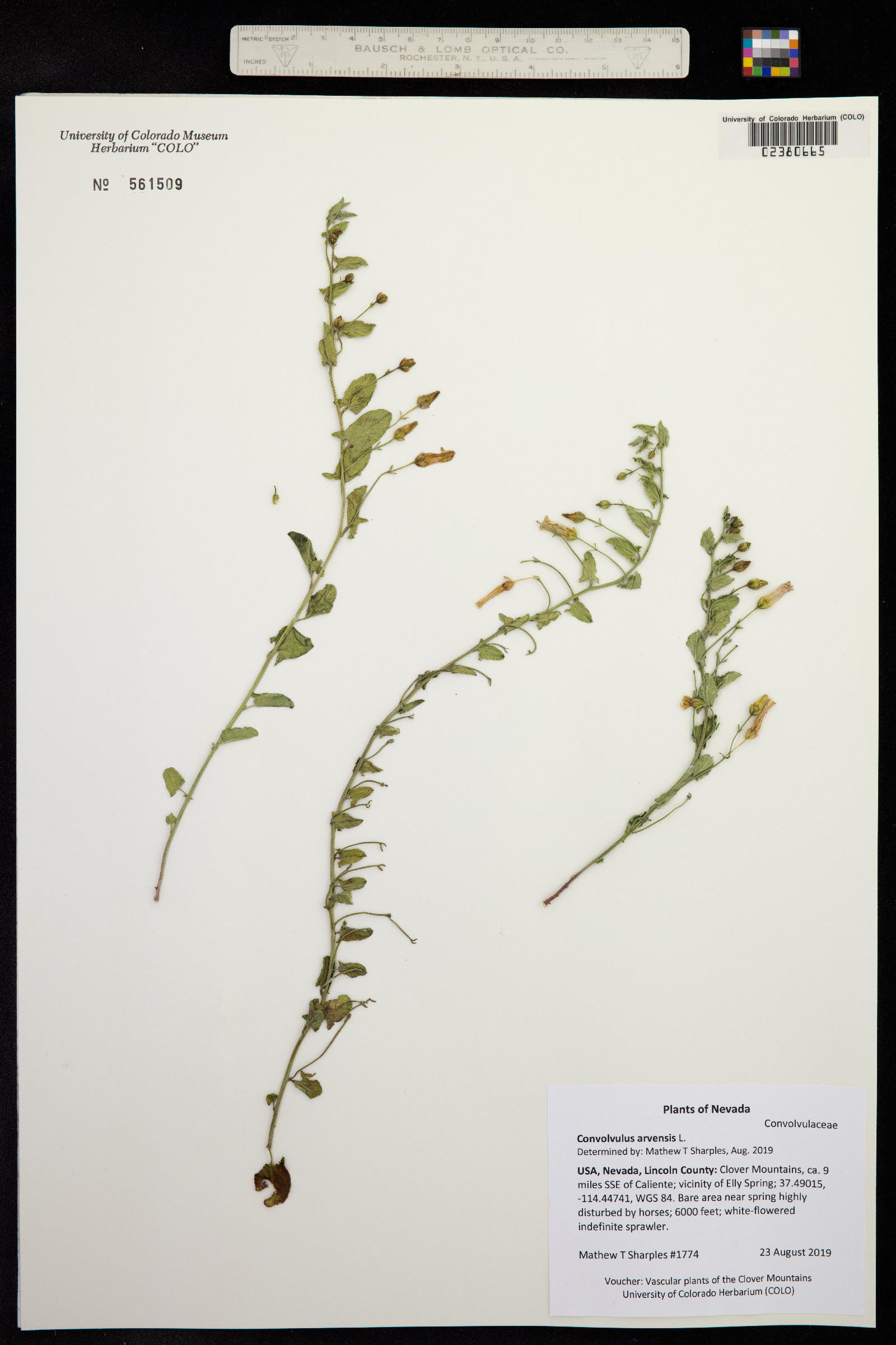 Convolvulus arvensis image