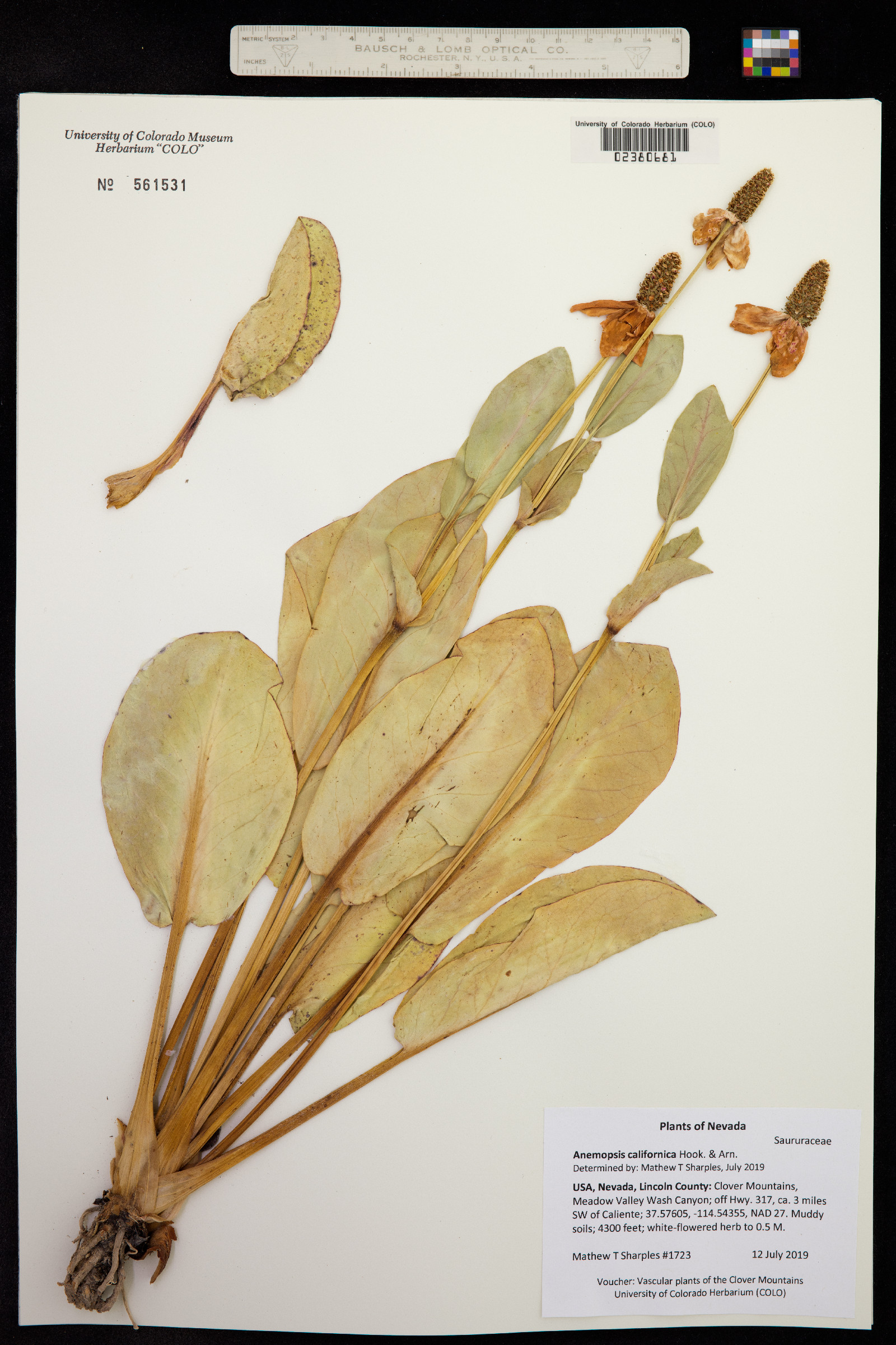 Anemopsis californica image