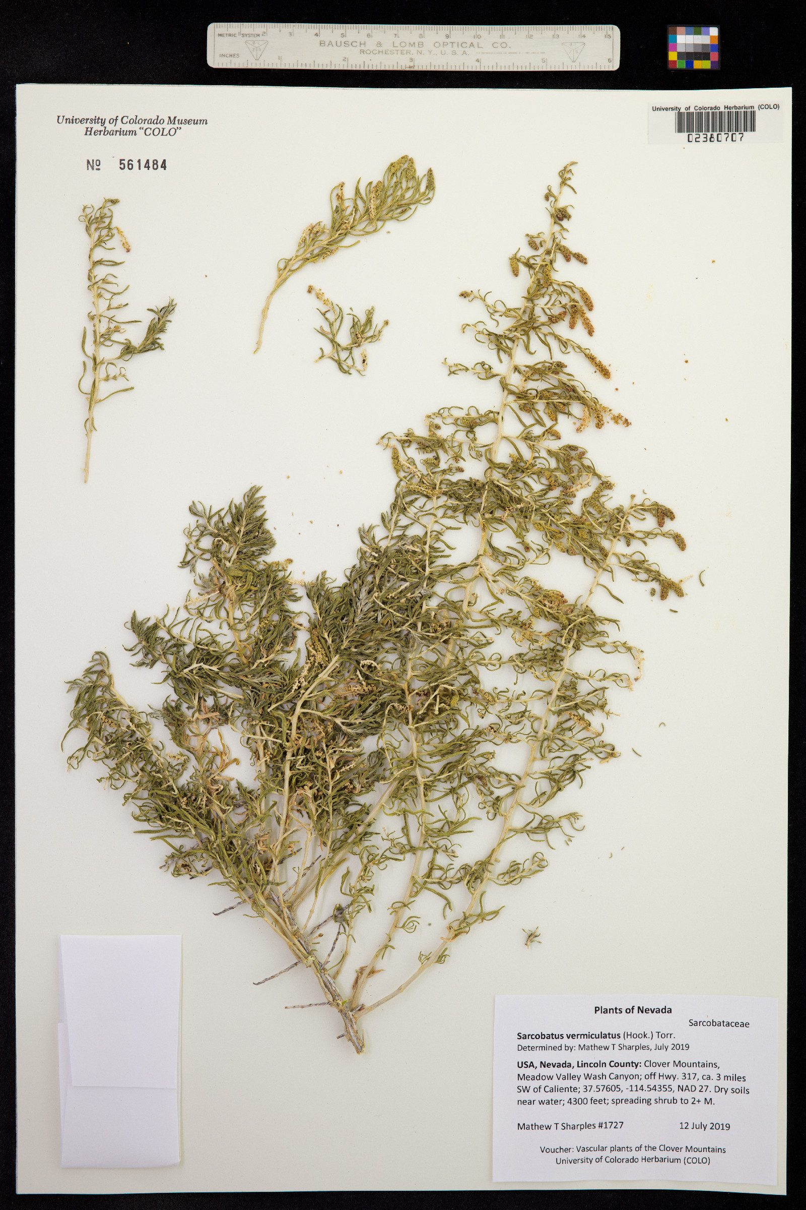 Sarcobatus vermiculatus image