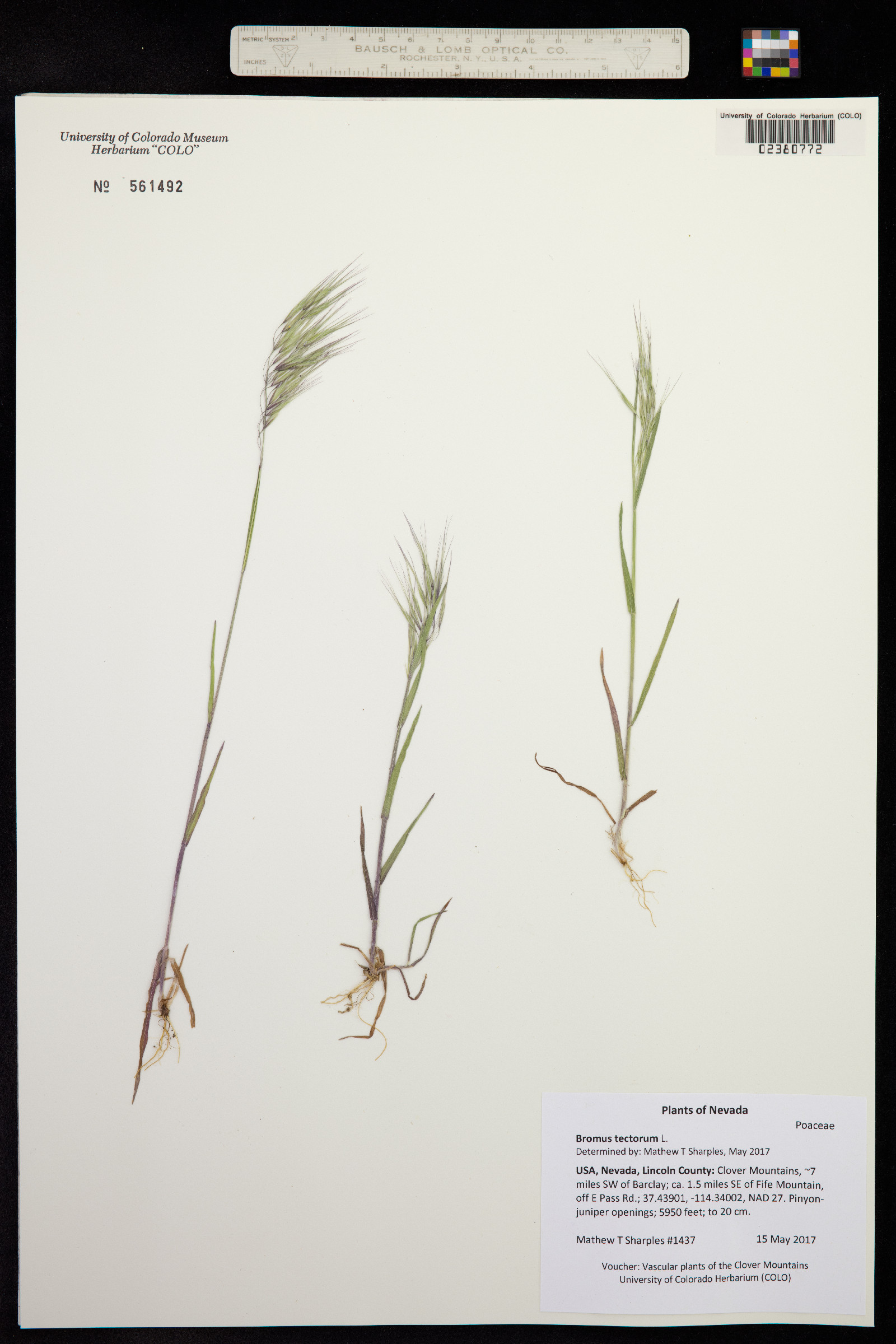 Bromus tectorum image