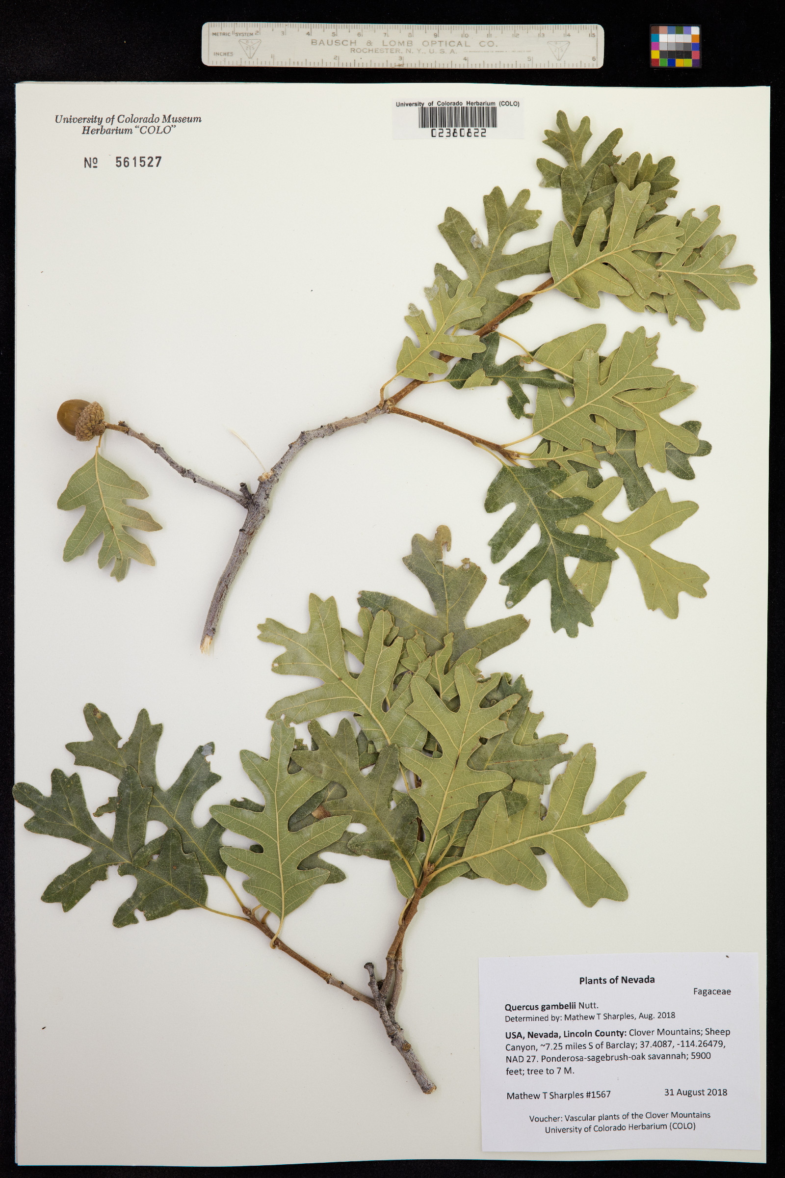 Quercus gambelii image