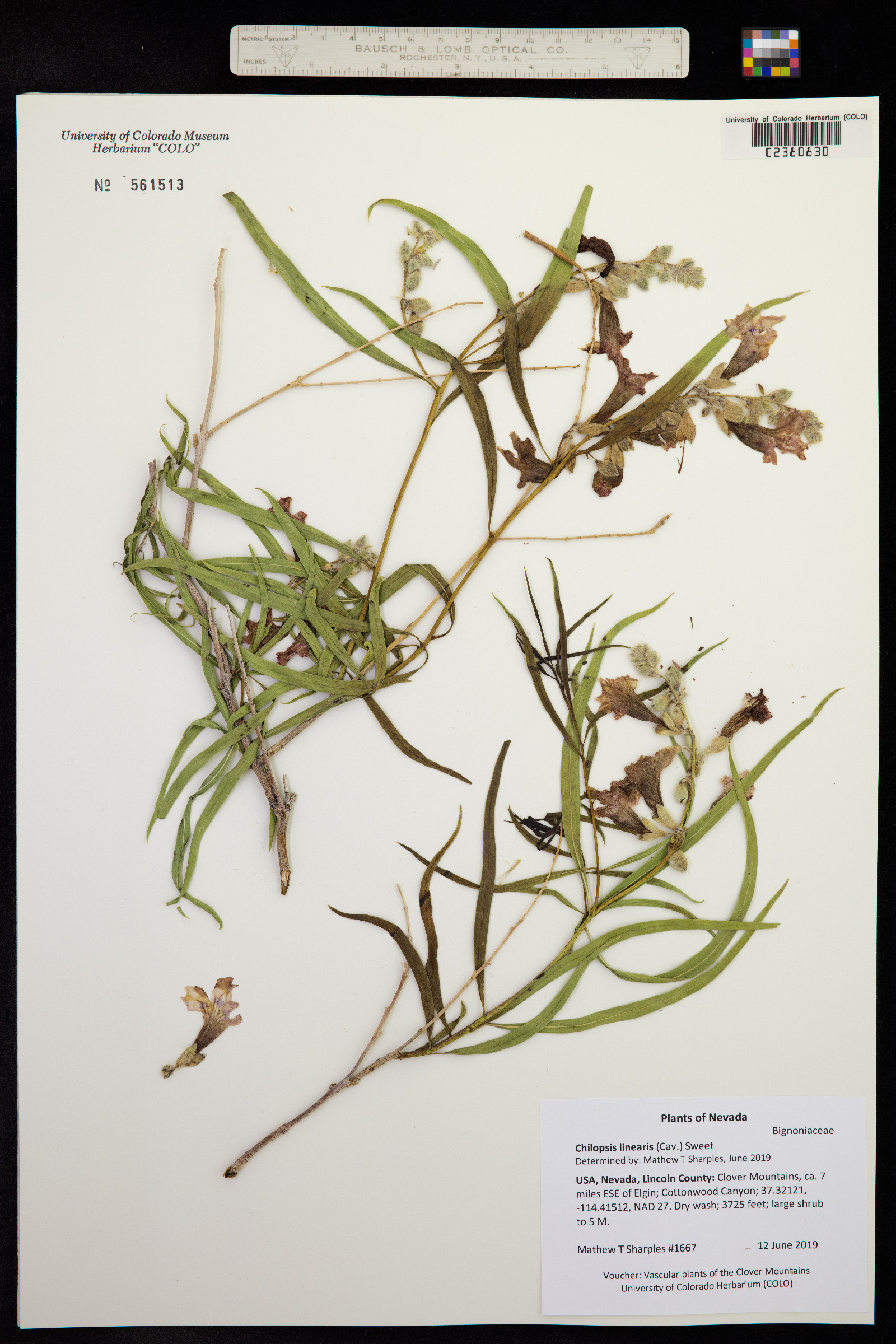 Chilopsis linearis image
