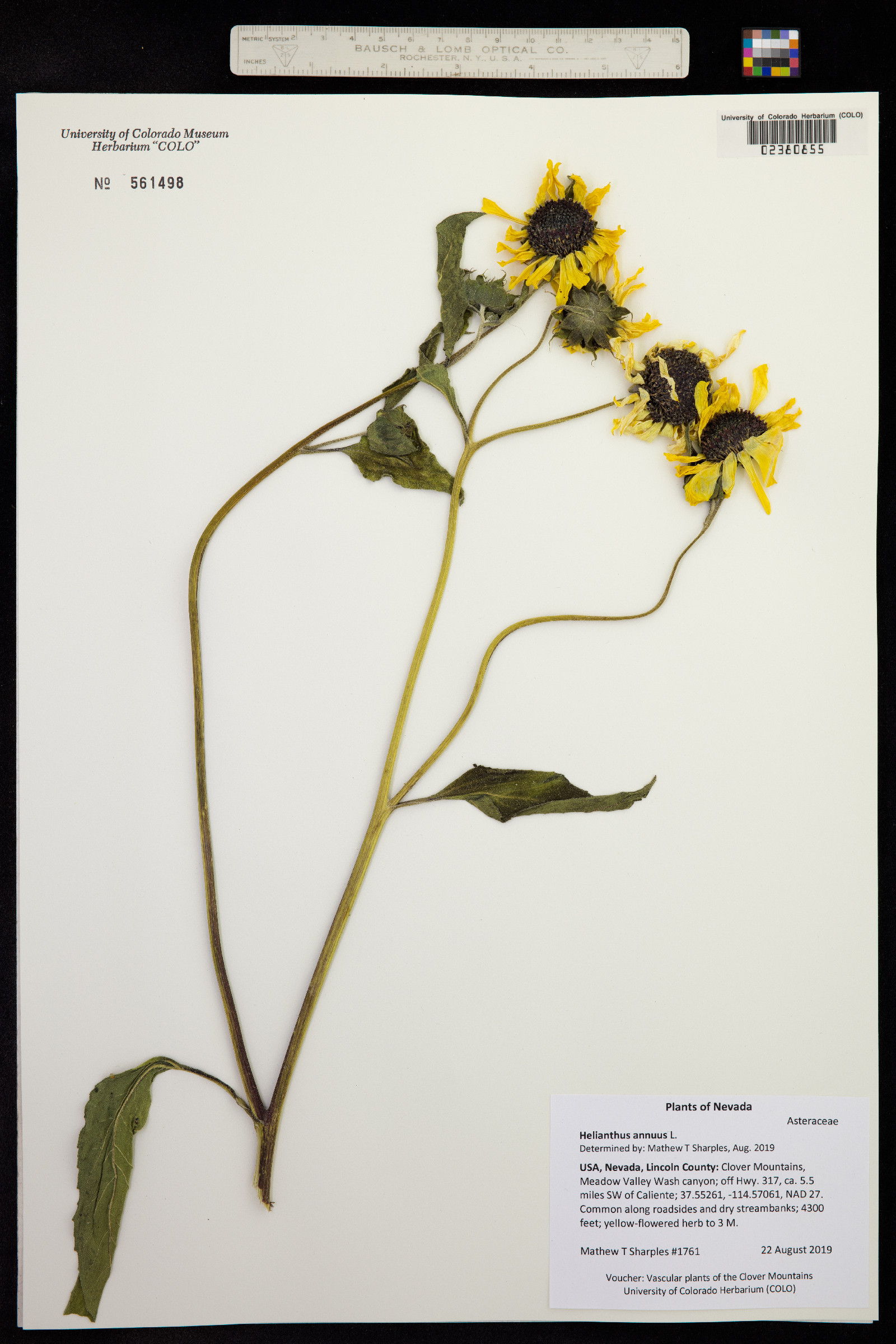 Helianthus annuus image