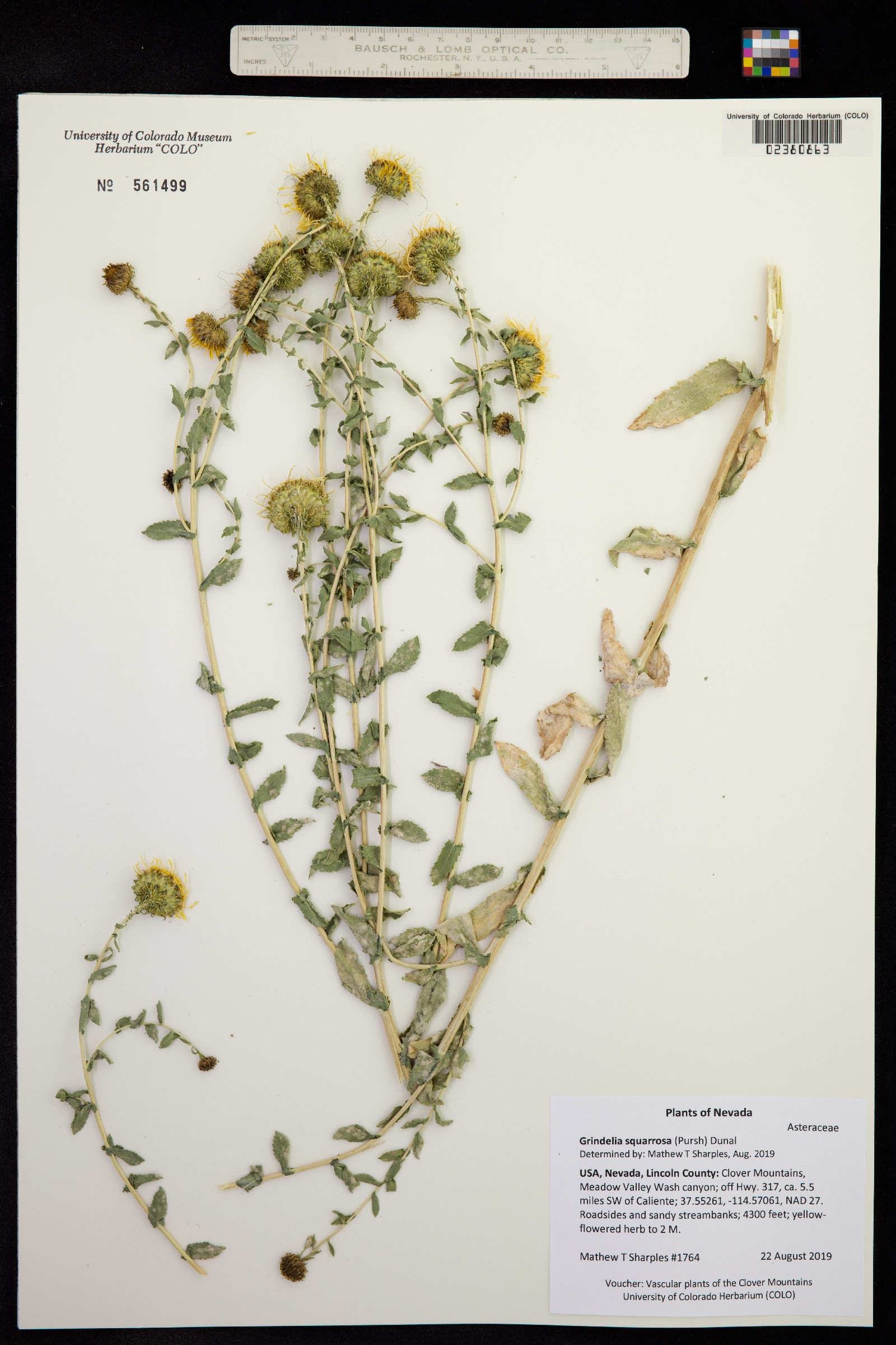 Grindelia squarrosa image