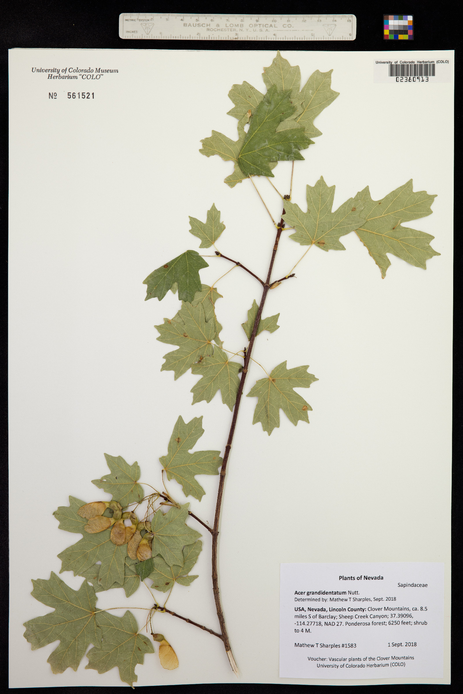 Acer grandidentatum image