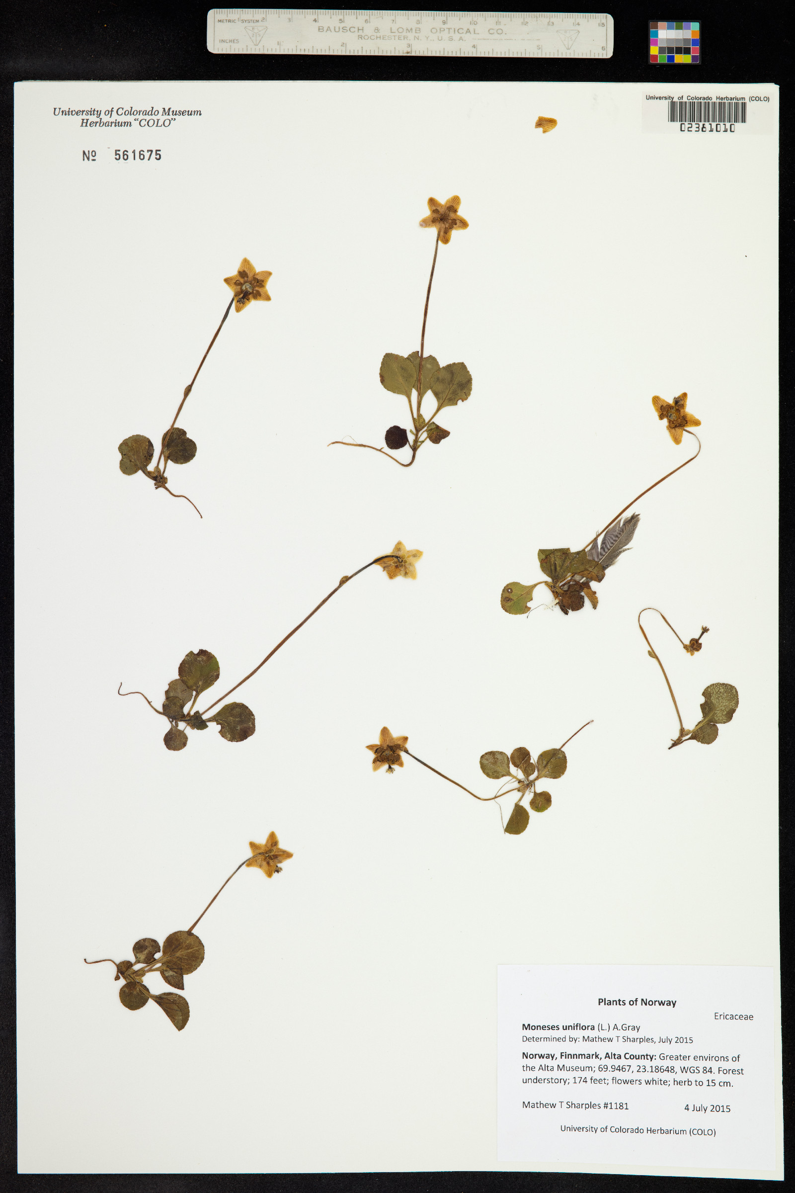 Moneses uniflora image