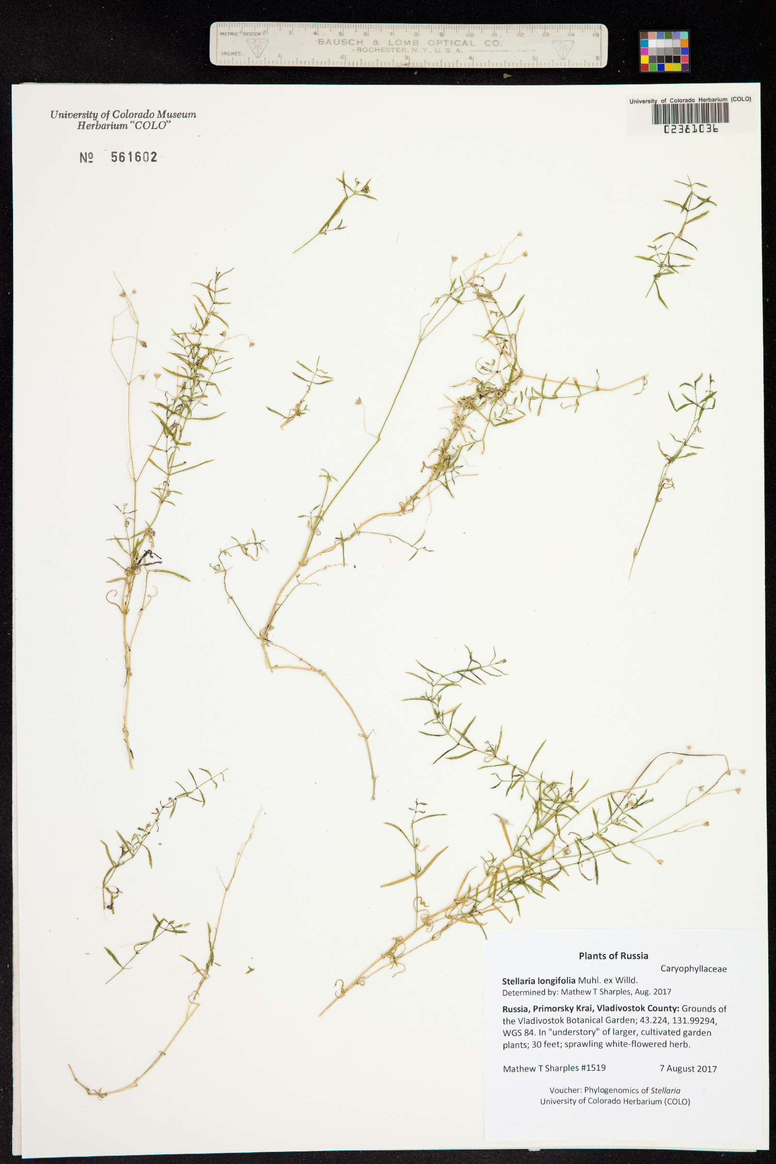 Stellaria longifolia image