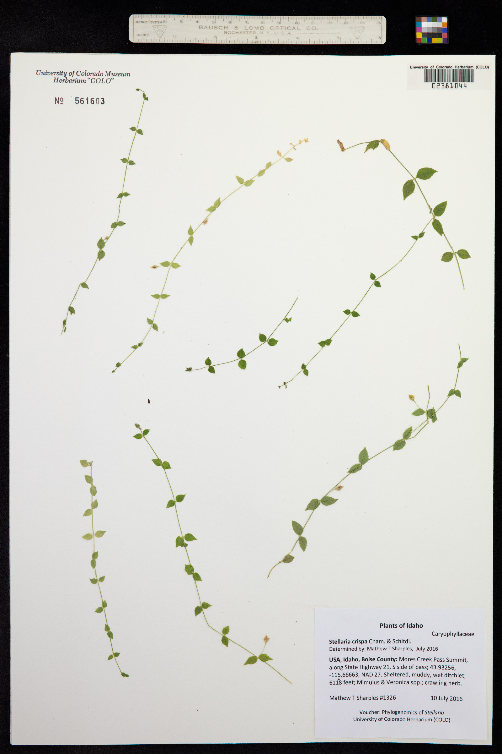 Stellaria crispa image