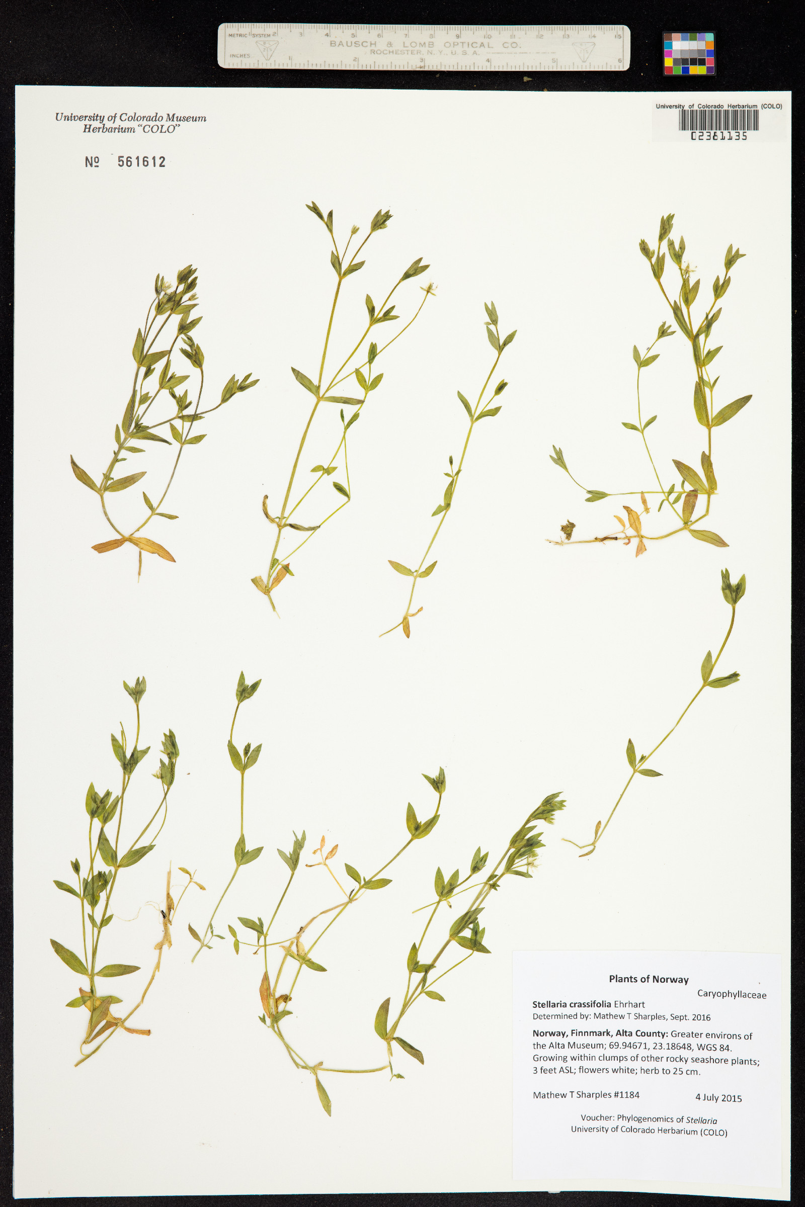 Stellaria crassifolia image