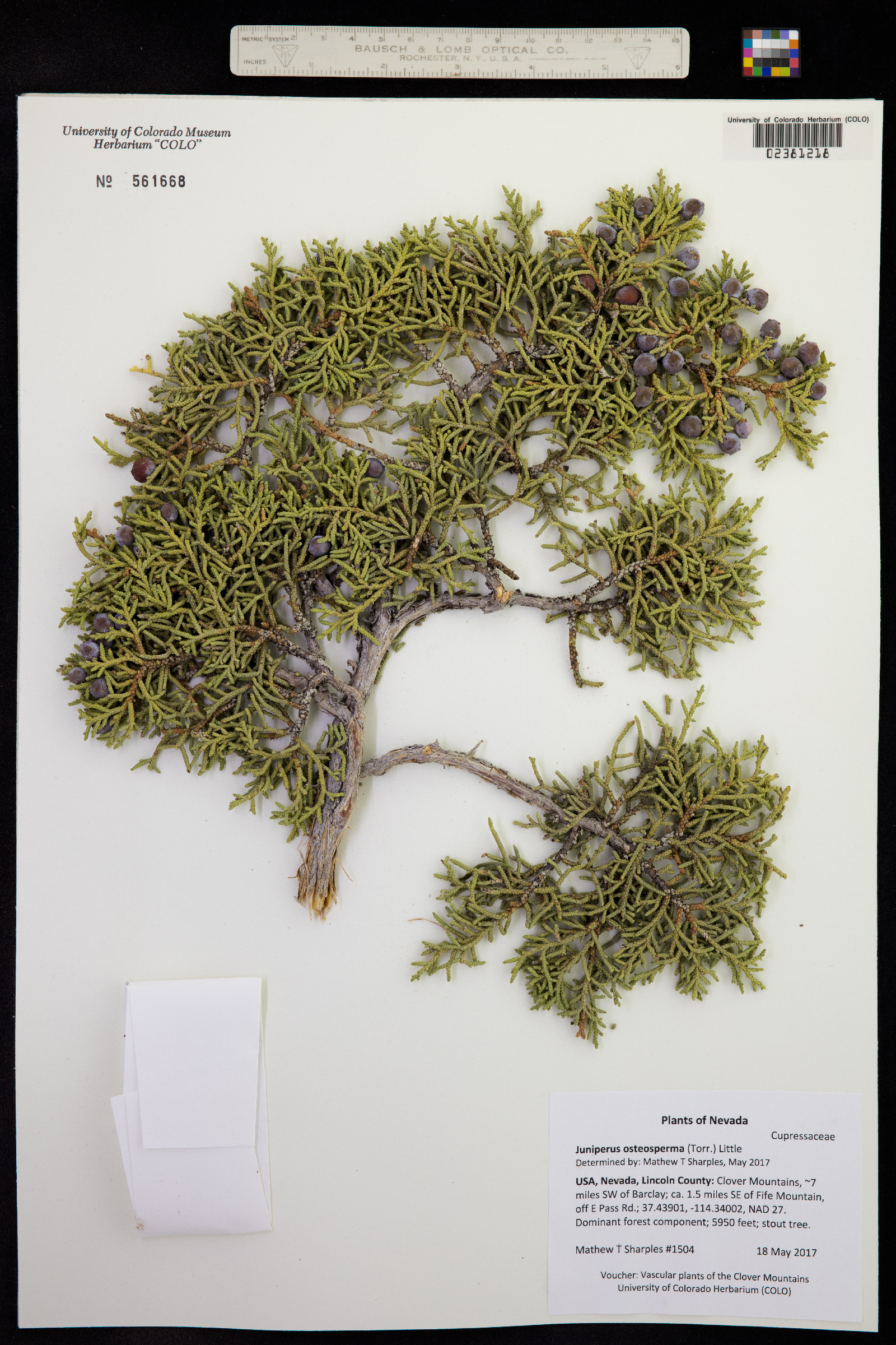 Juniperus osteosperma image
