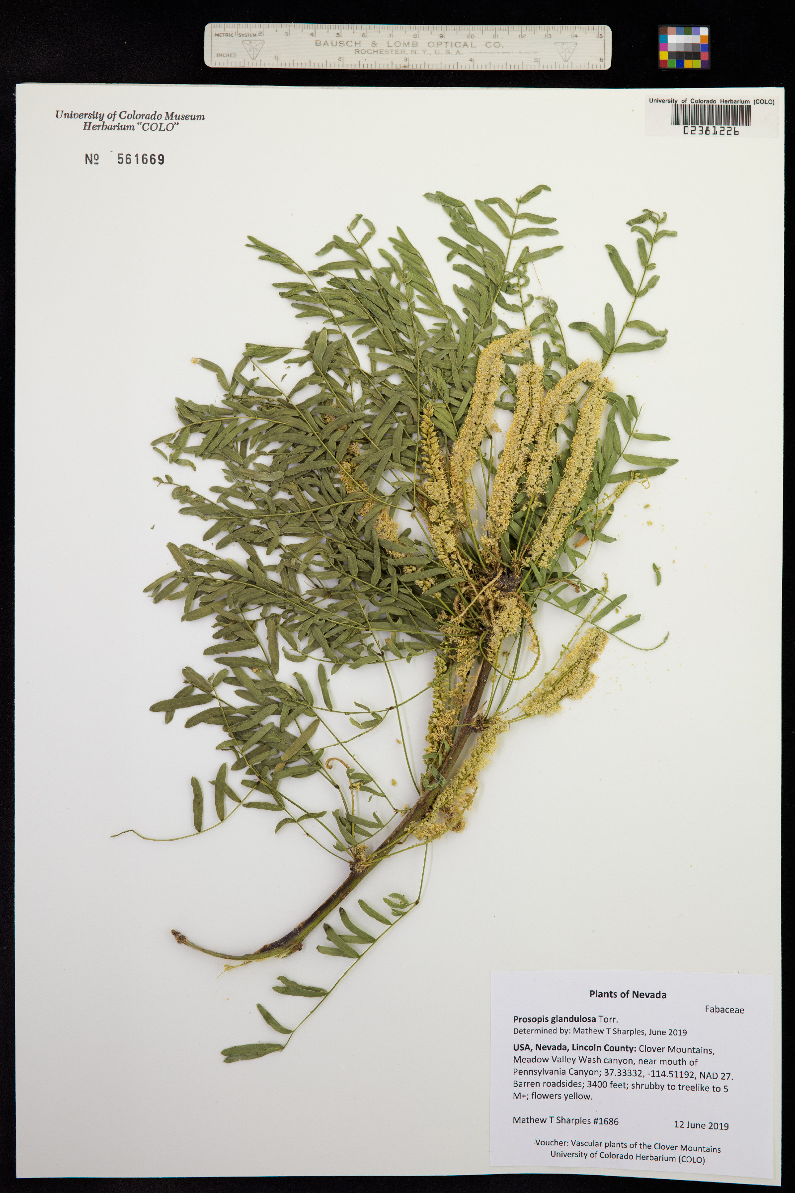 Prosopis glandulosa image