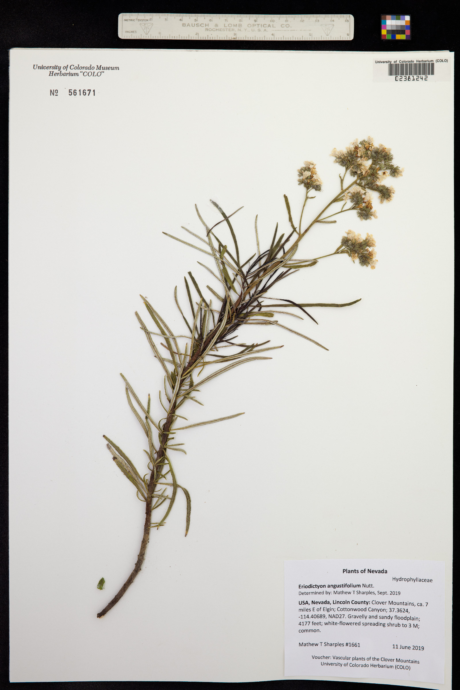 Eriodictyon angustifolium image