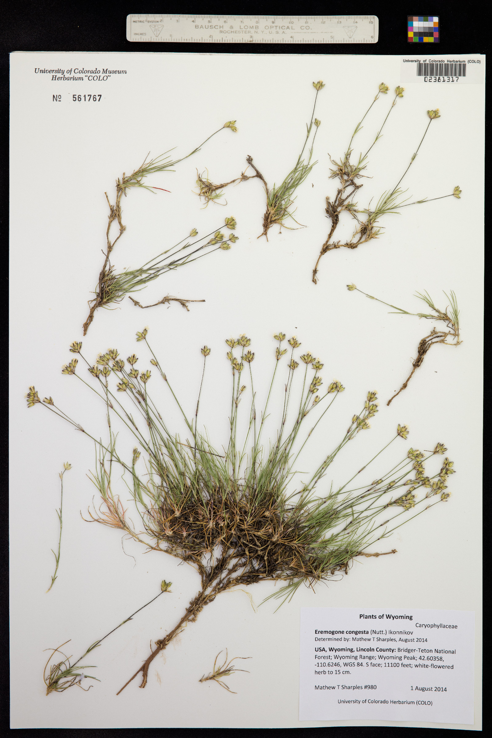 Eremogone congesta image