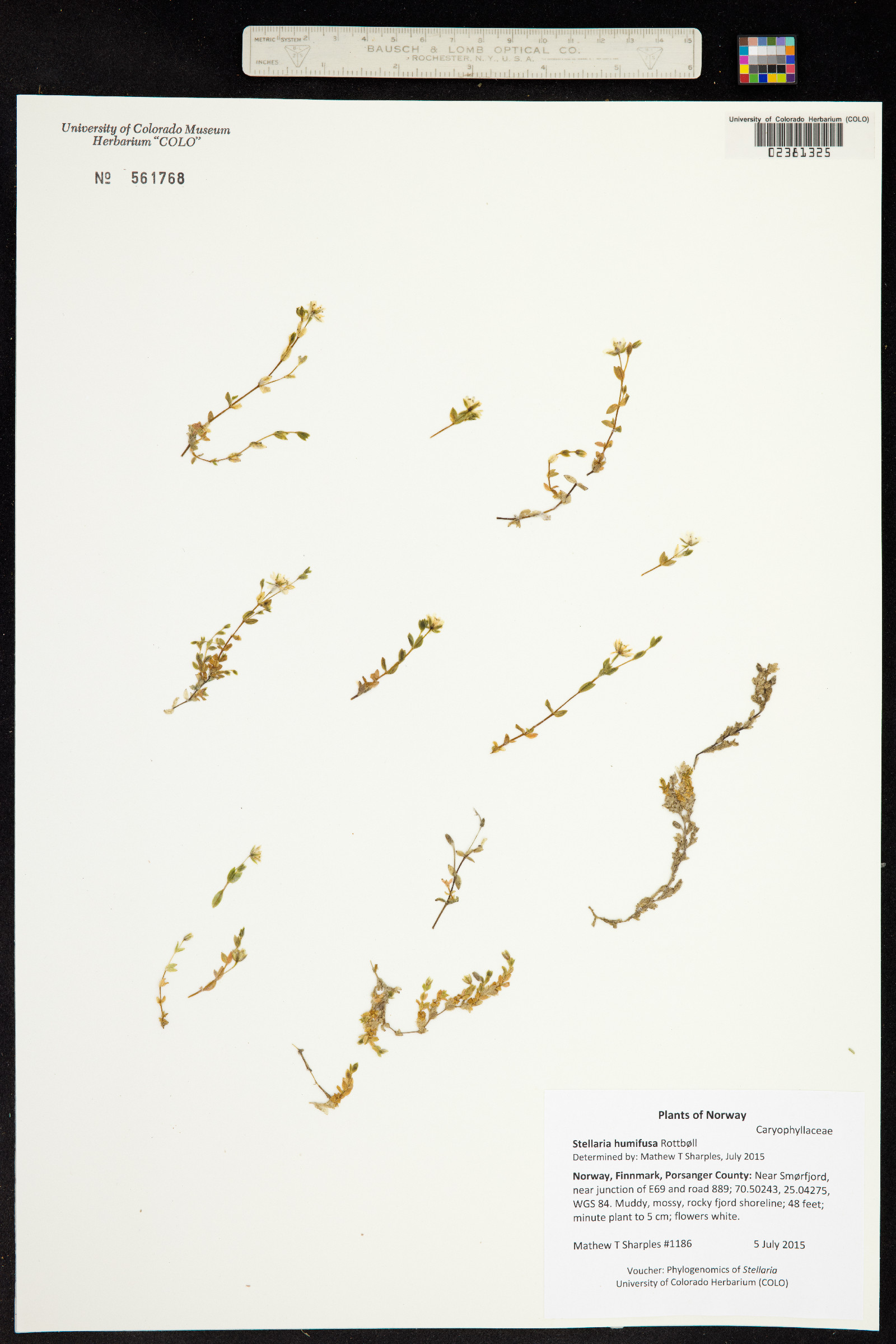 Stellaria humifusa image