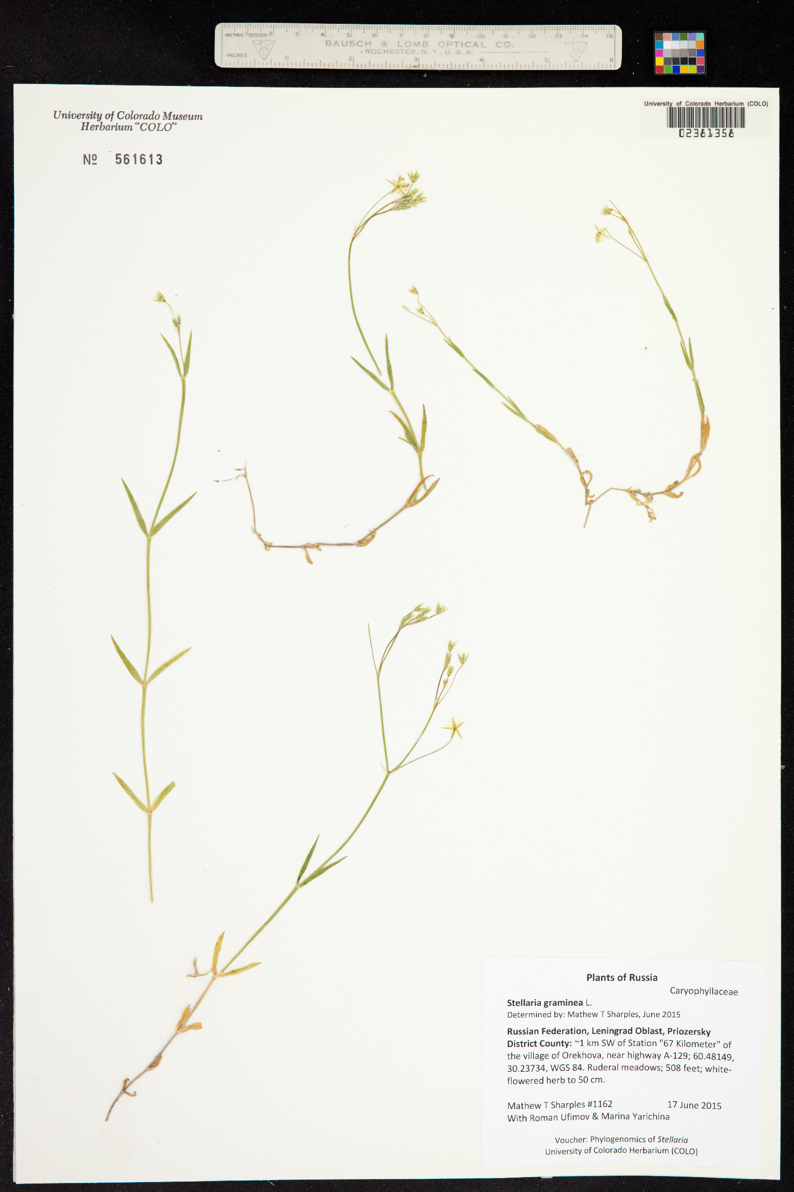 Stellaria graminea image