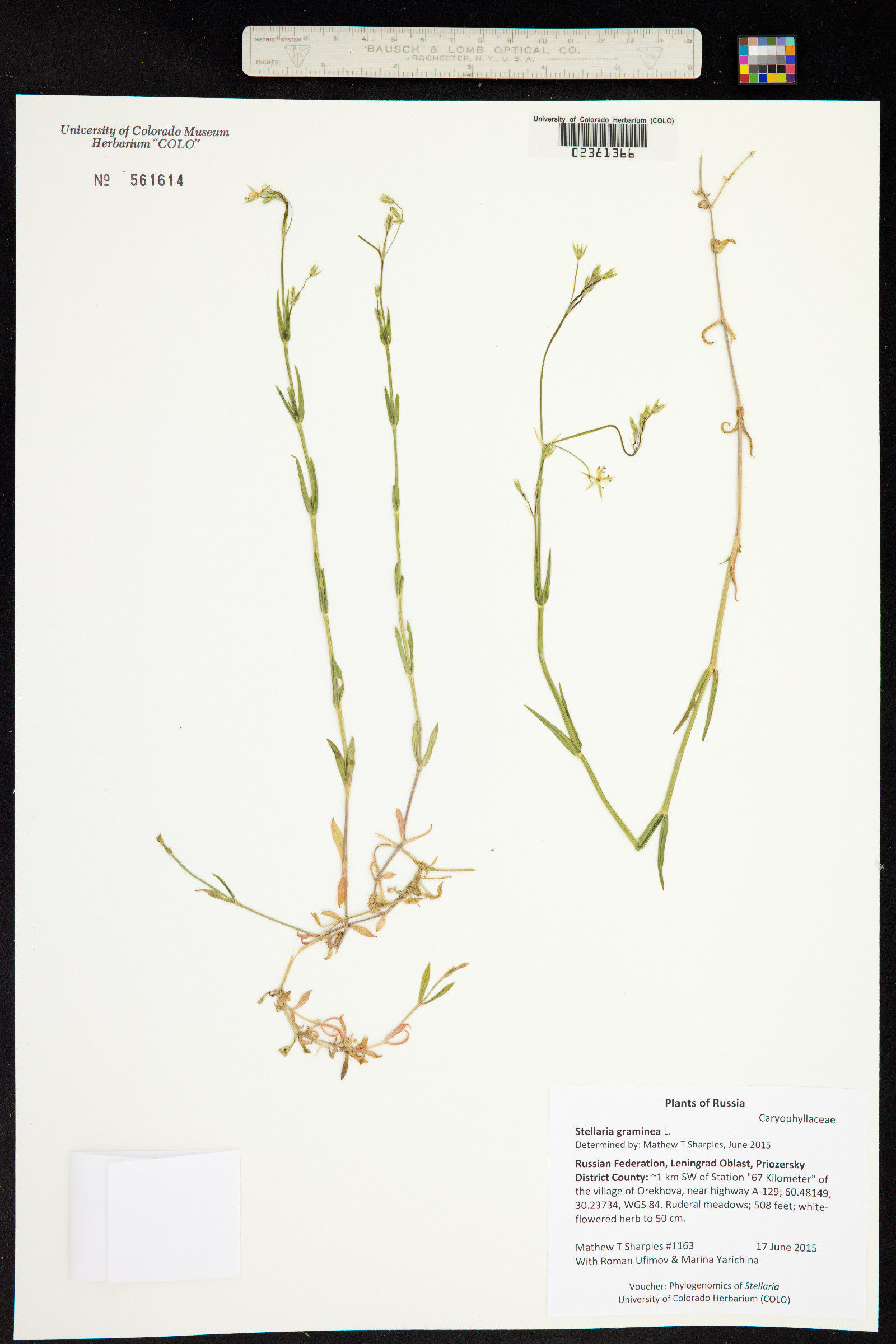 Stellaria graminea image