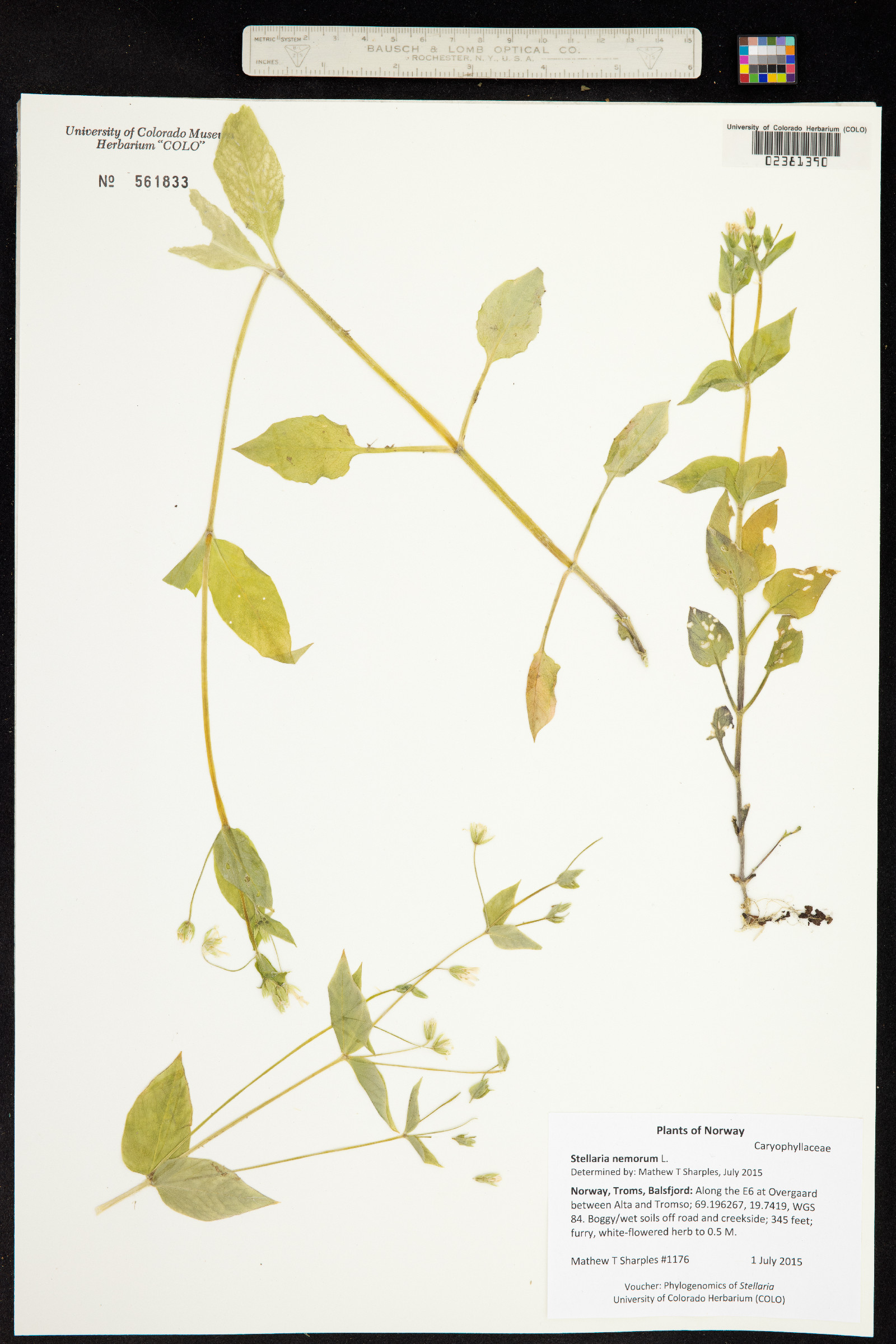 Stellaria nemorum image