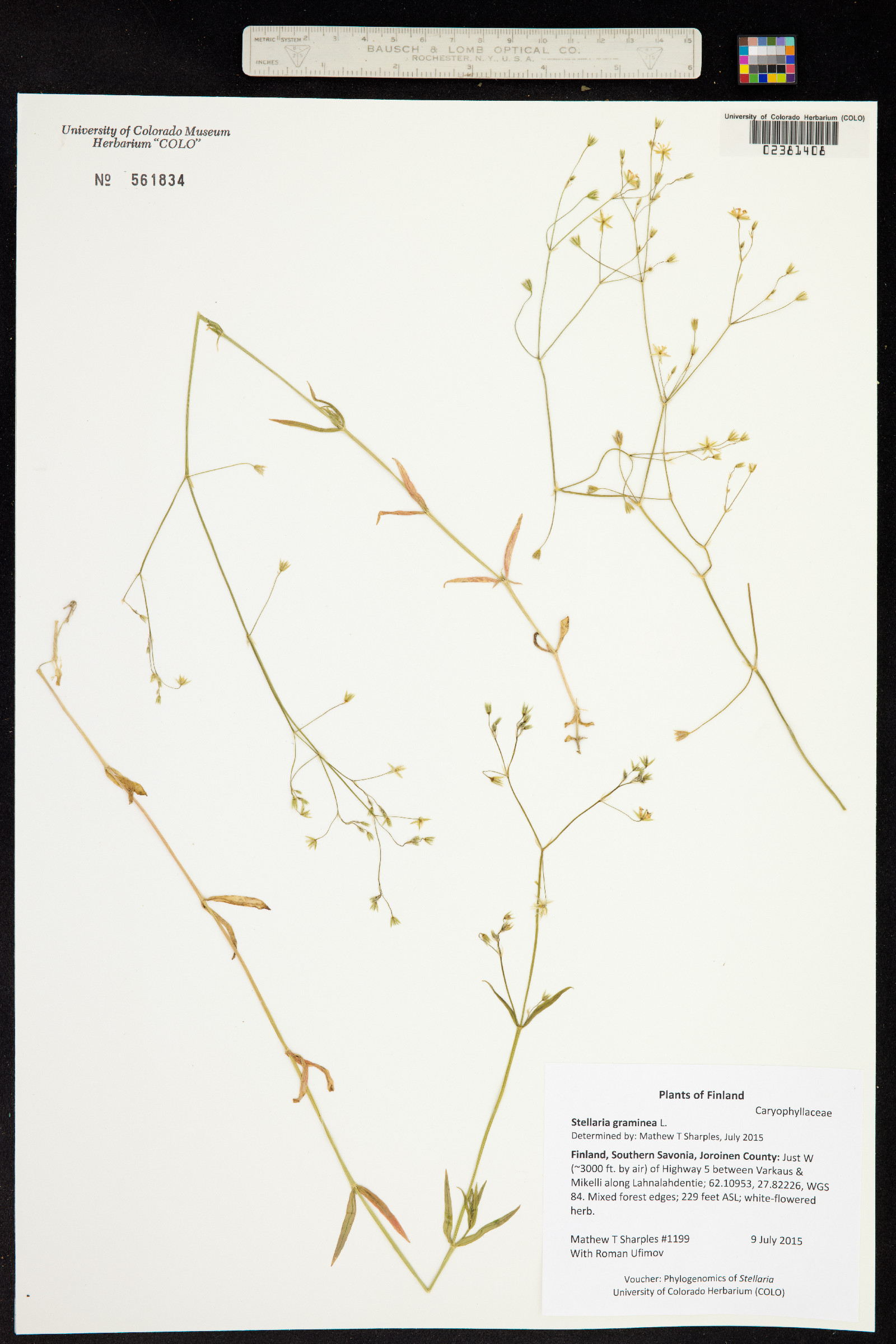 Stellaria graminea image
