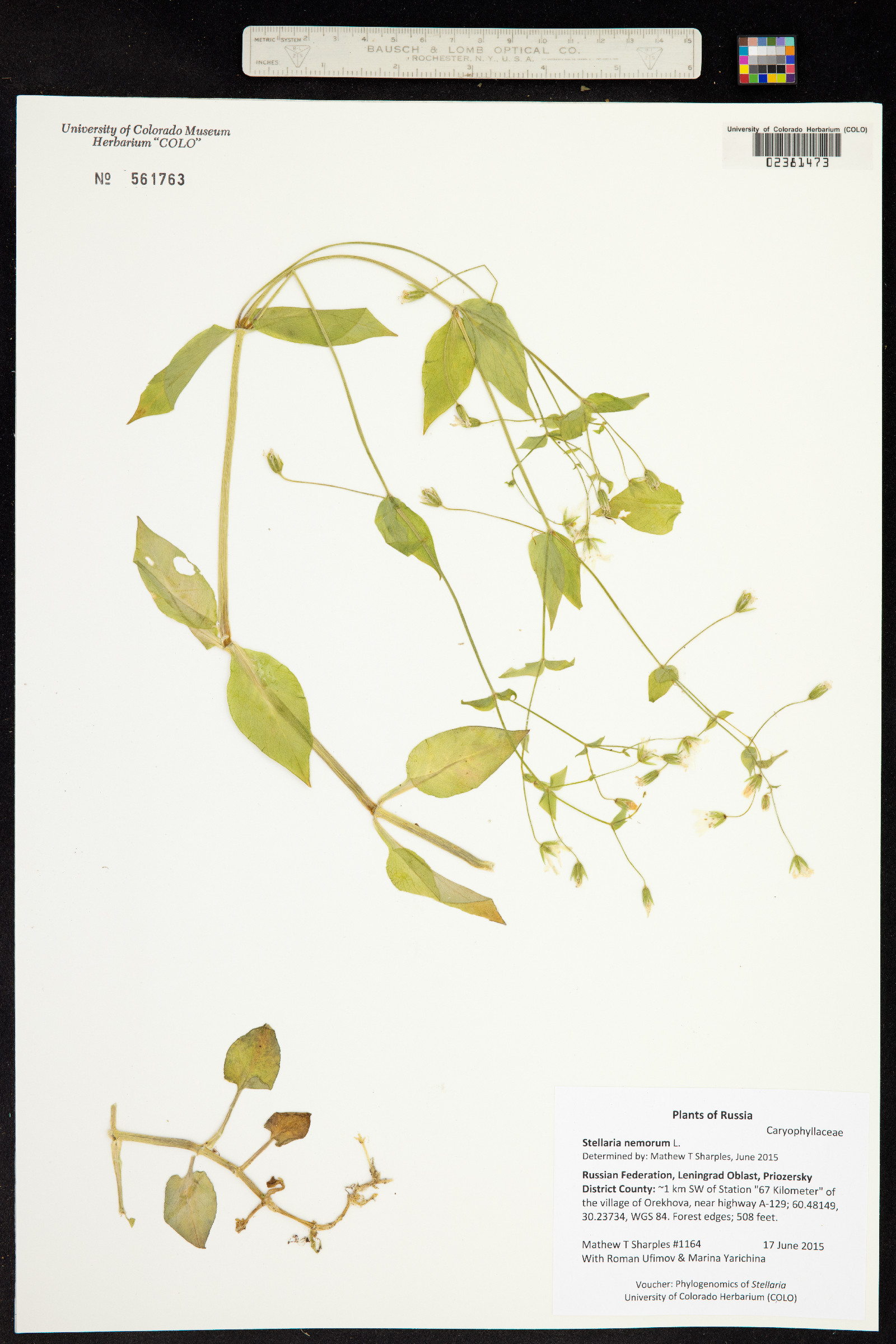 Stellaria nemorum image