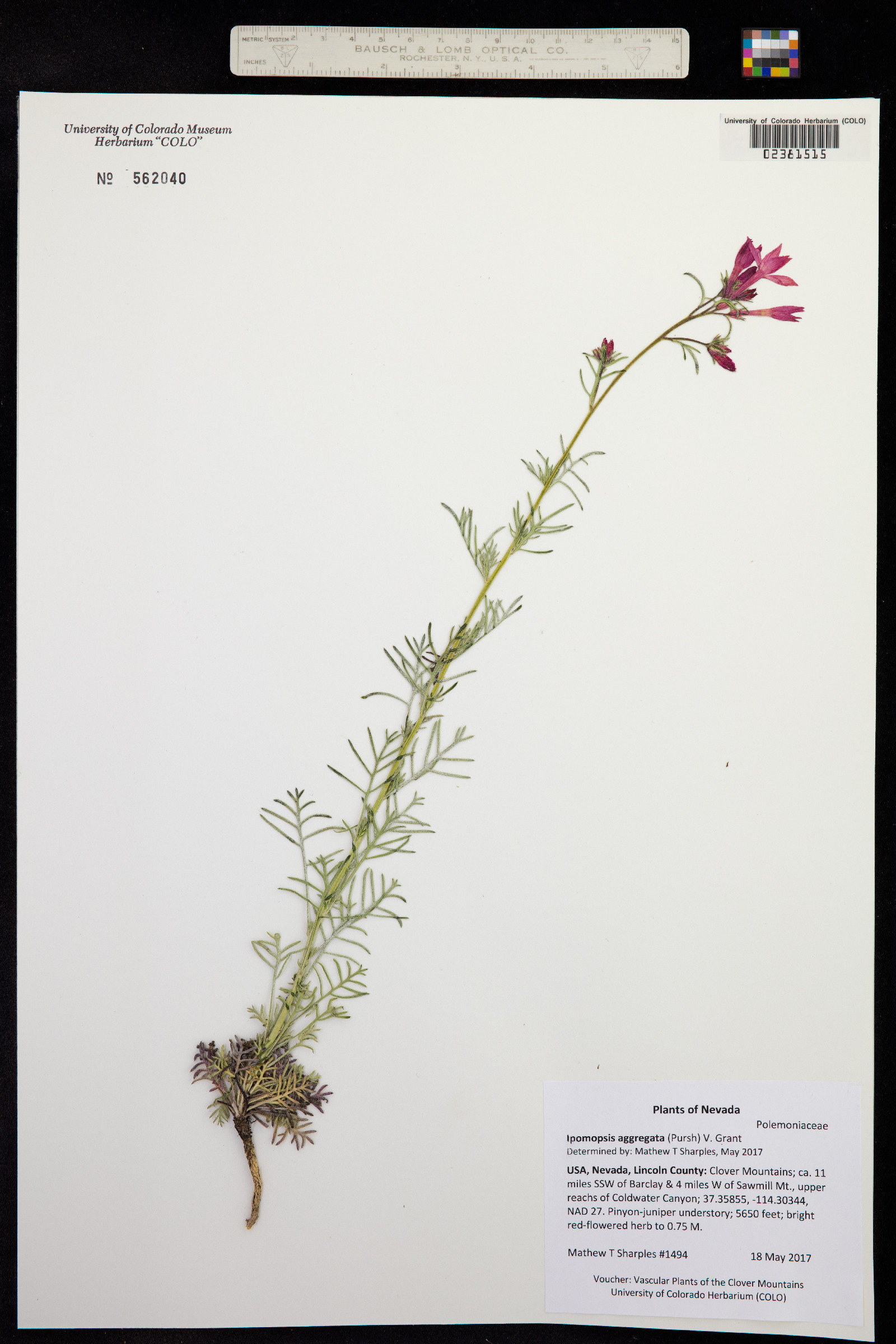 Ipomopsis aggregata image