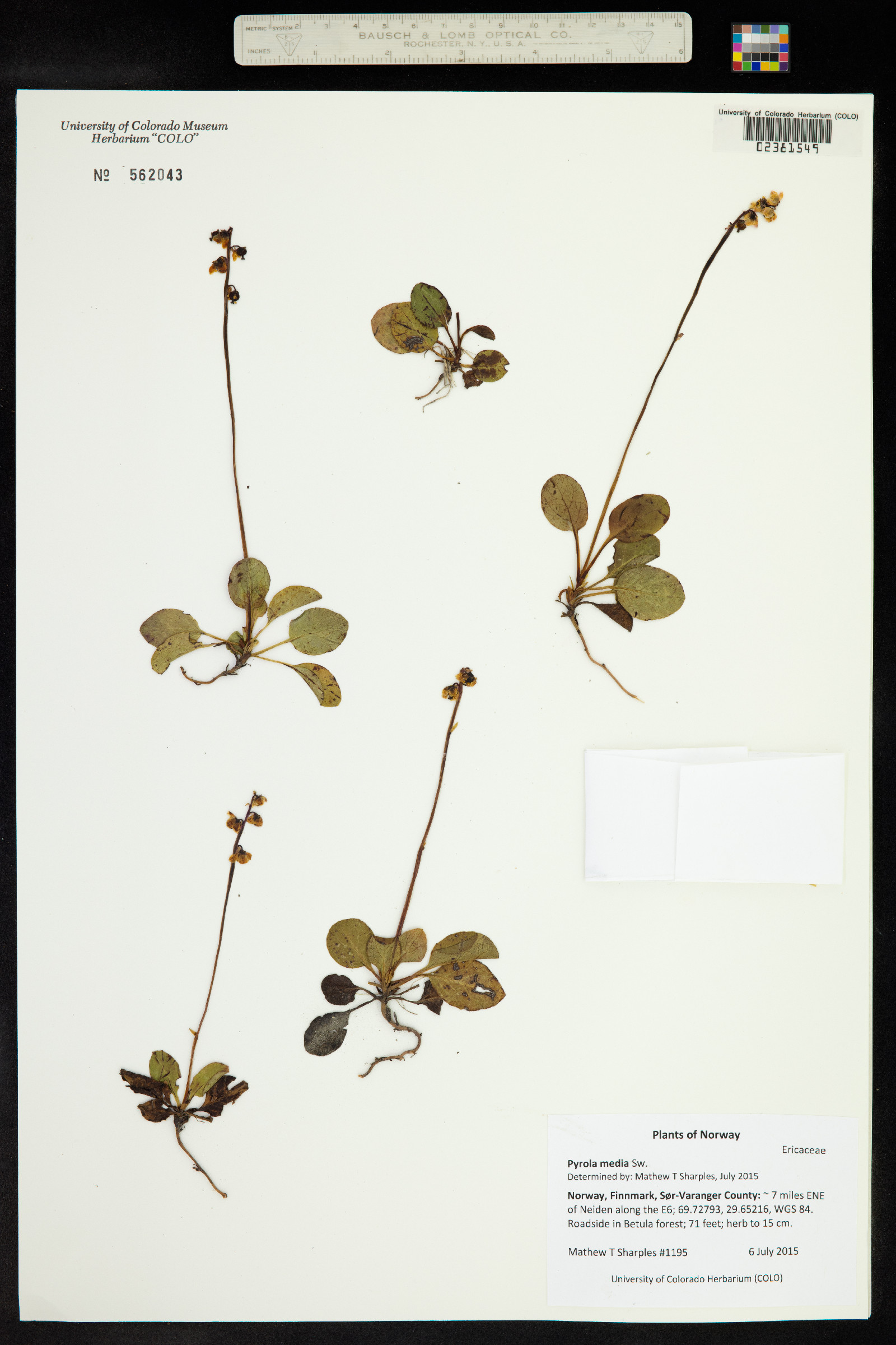 Pyrola media image