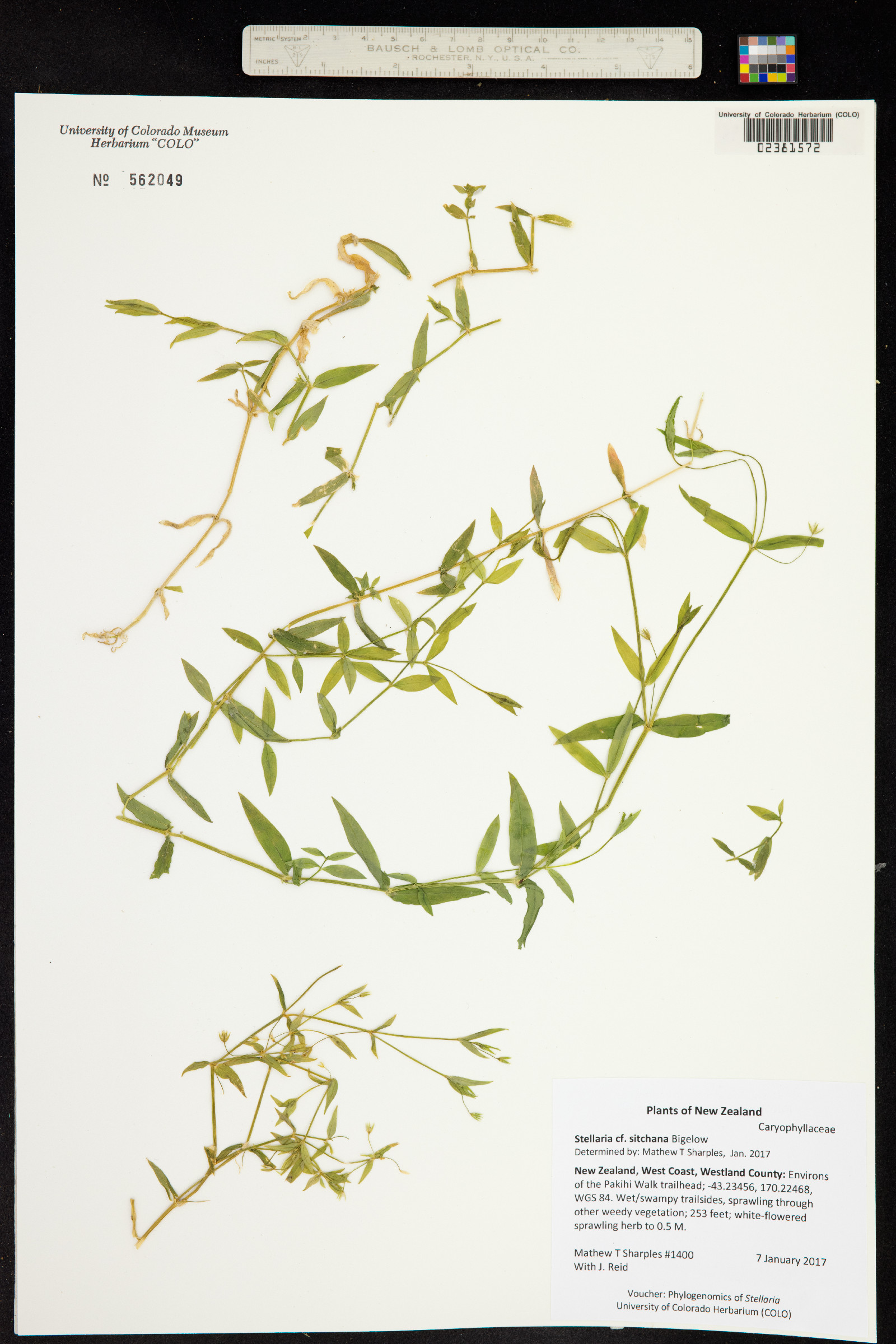 Stellaria borealis ssp. sitchana image