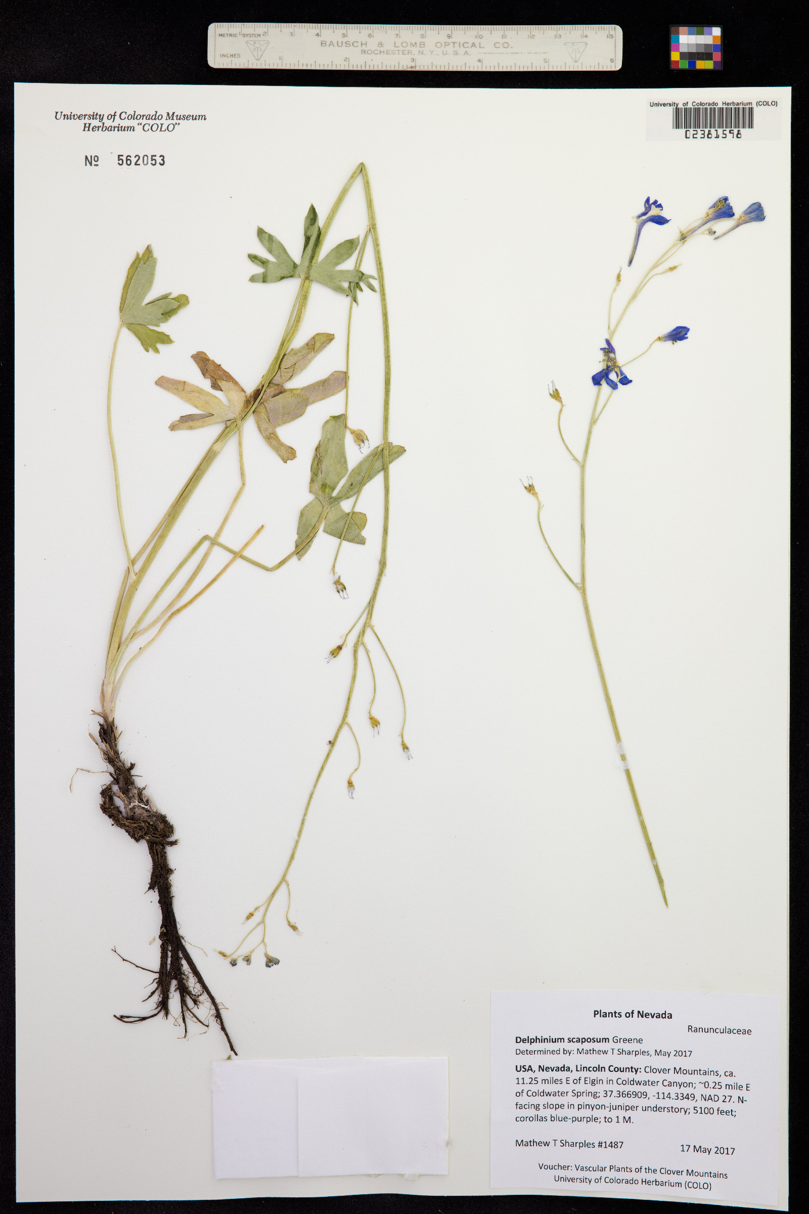 Delphinium andersonii image