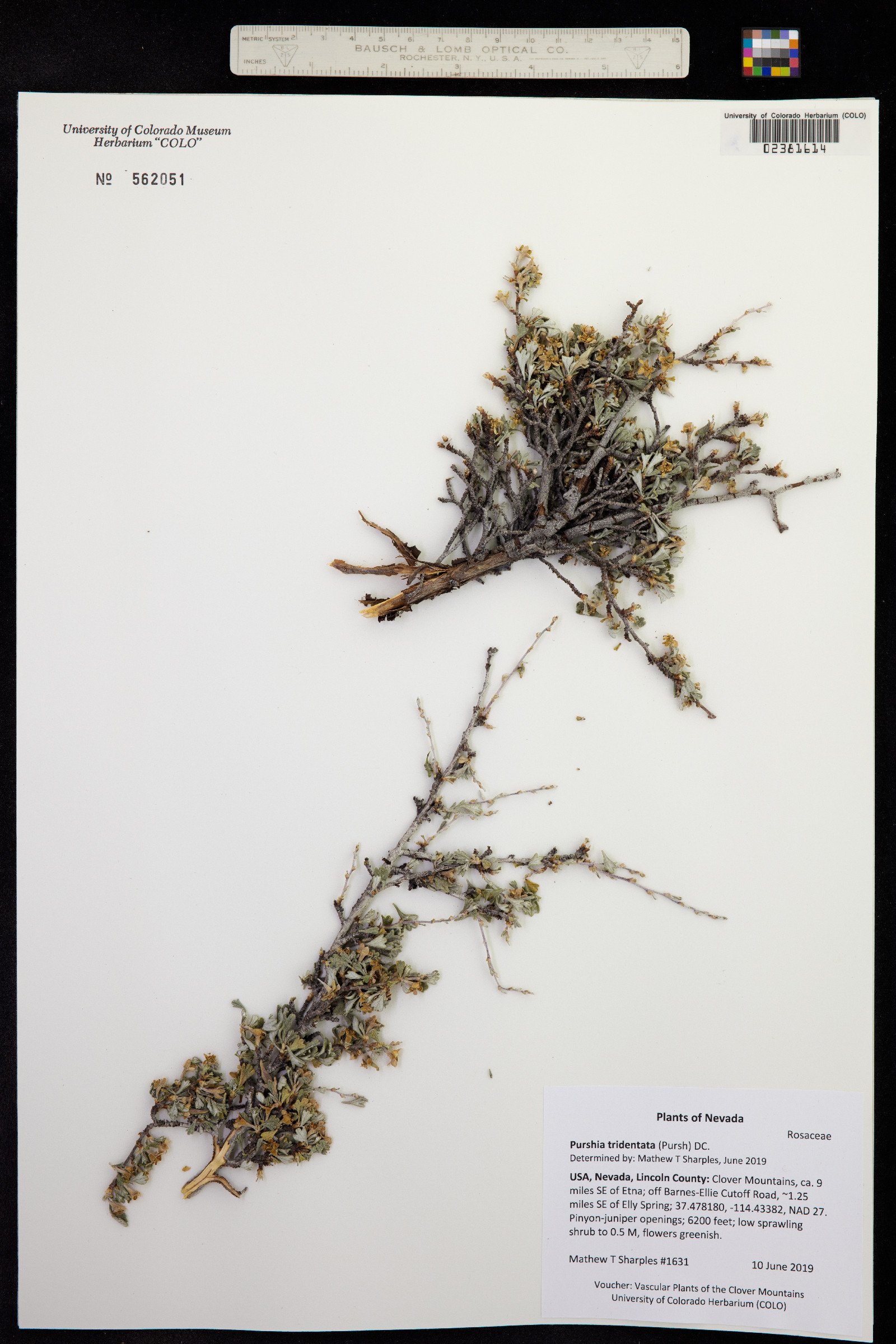 Purshia tridentata image