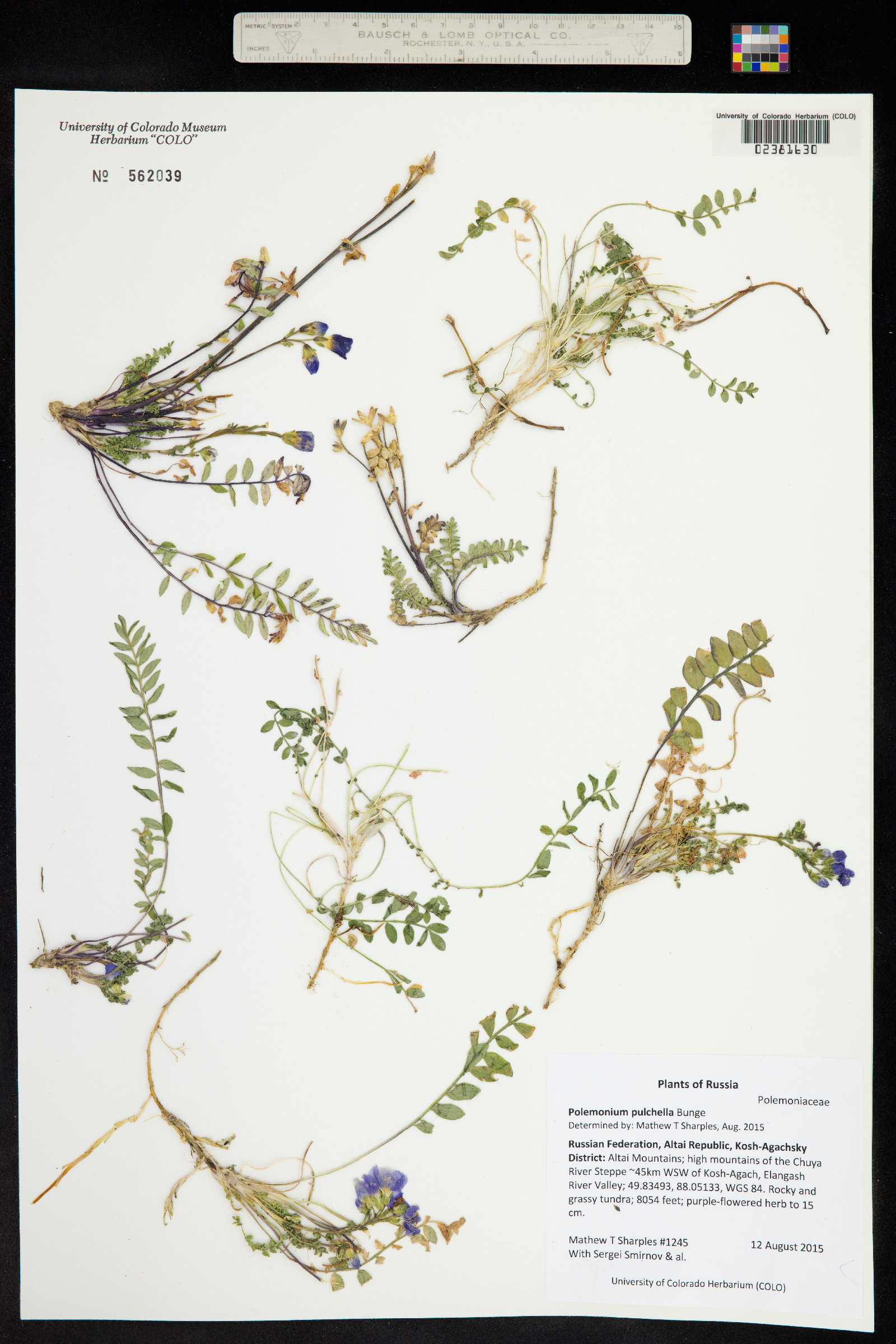 Polemonium pulchellum image