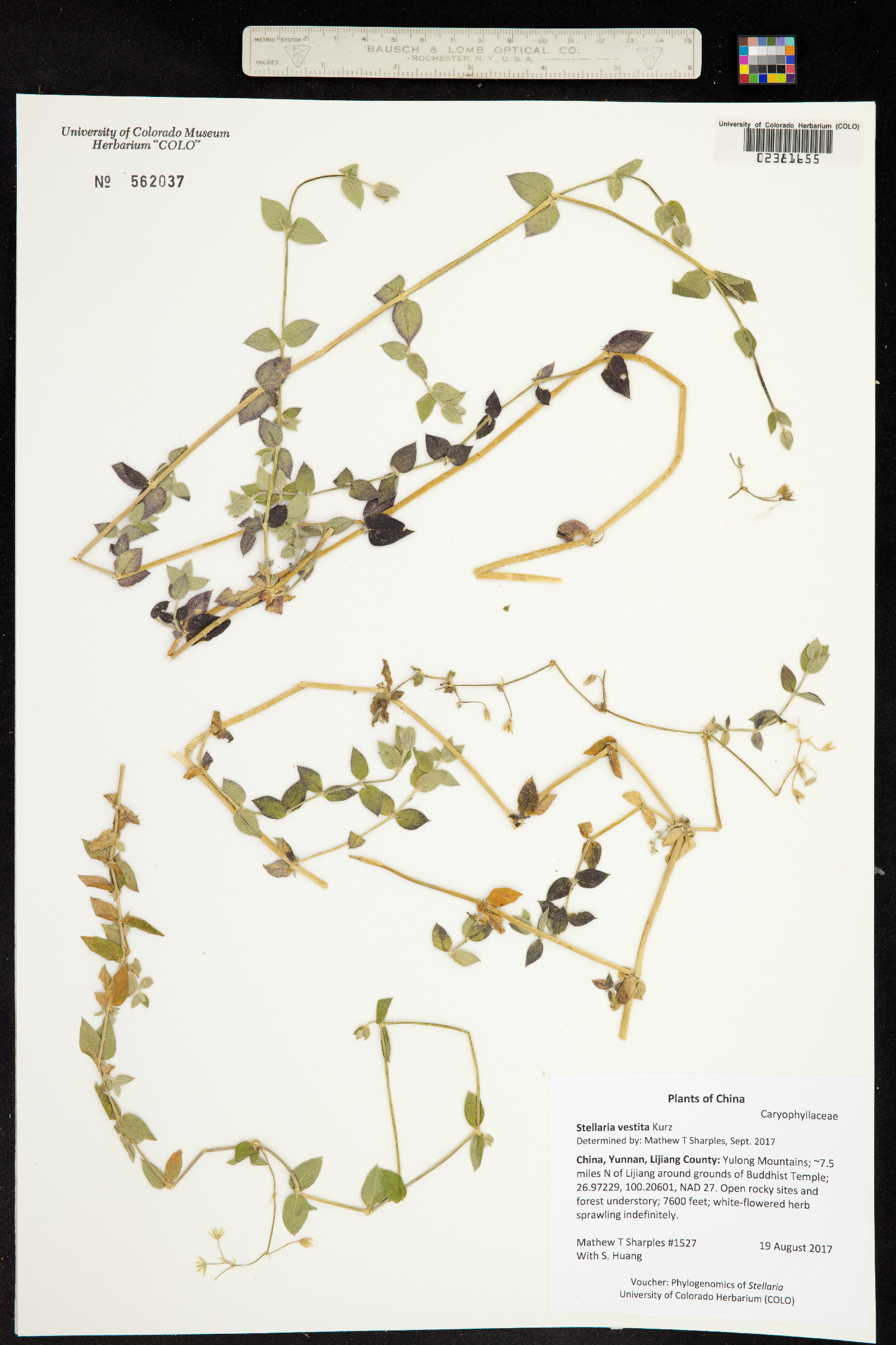 Stellaria vestita image