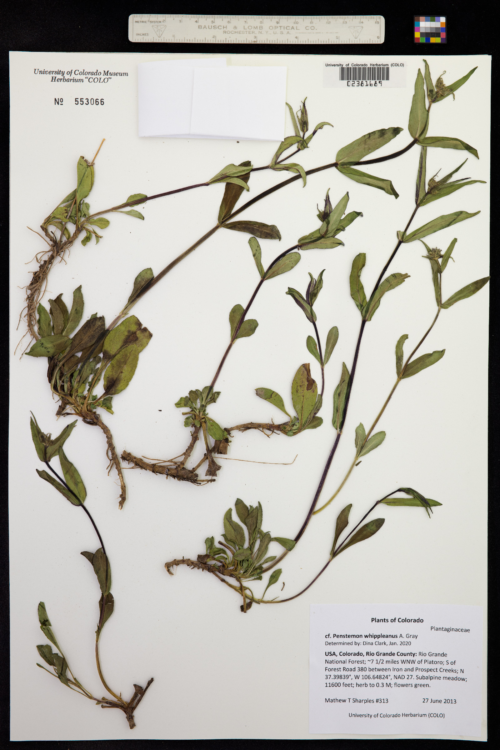 Penstemon whippleanus image