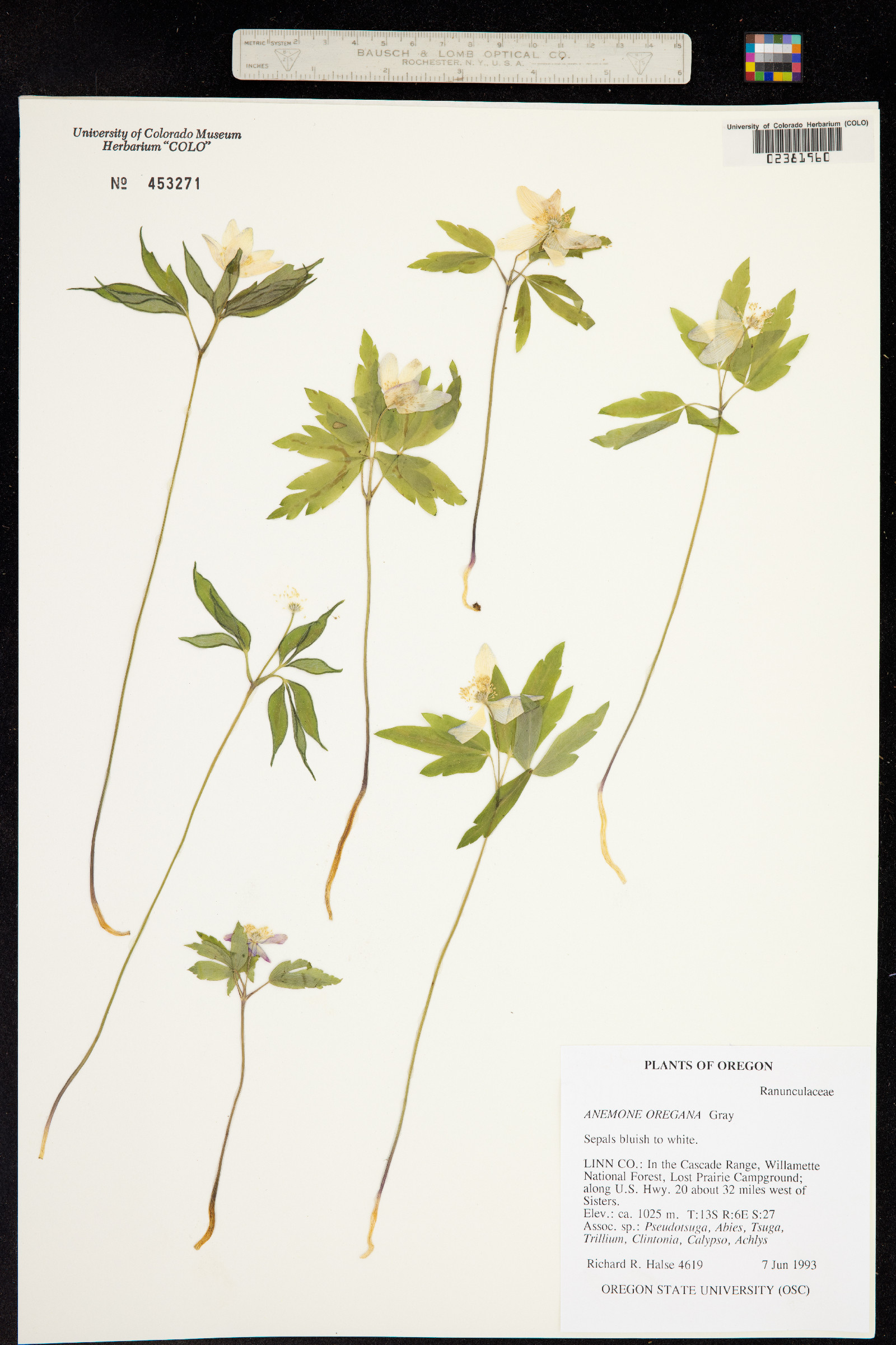 Anemone oregana image