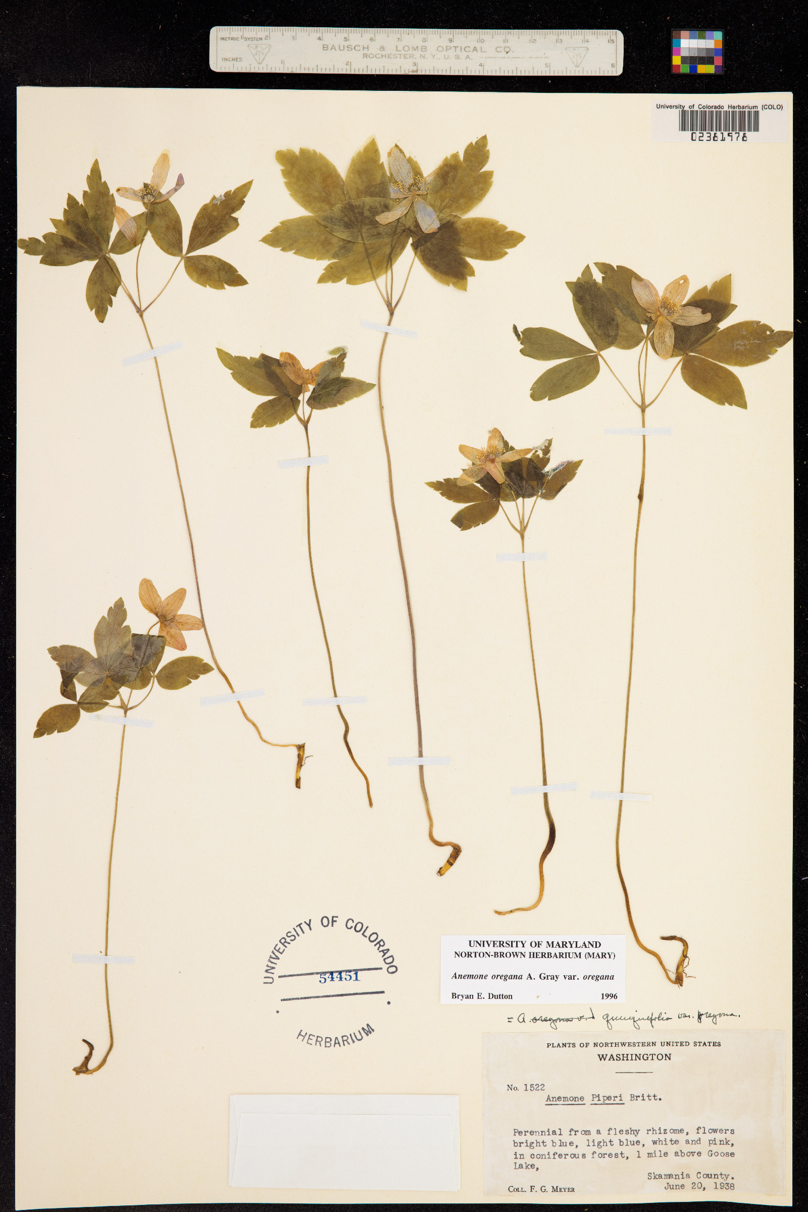 Anemone oregana image