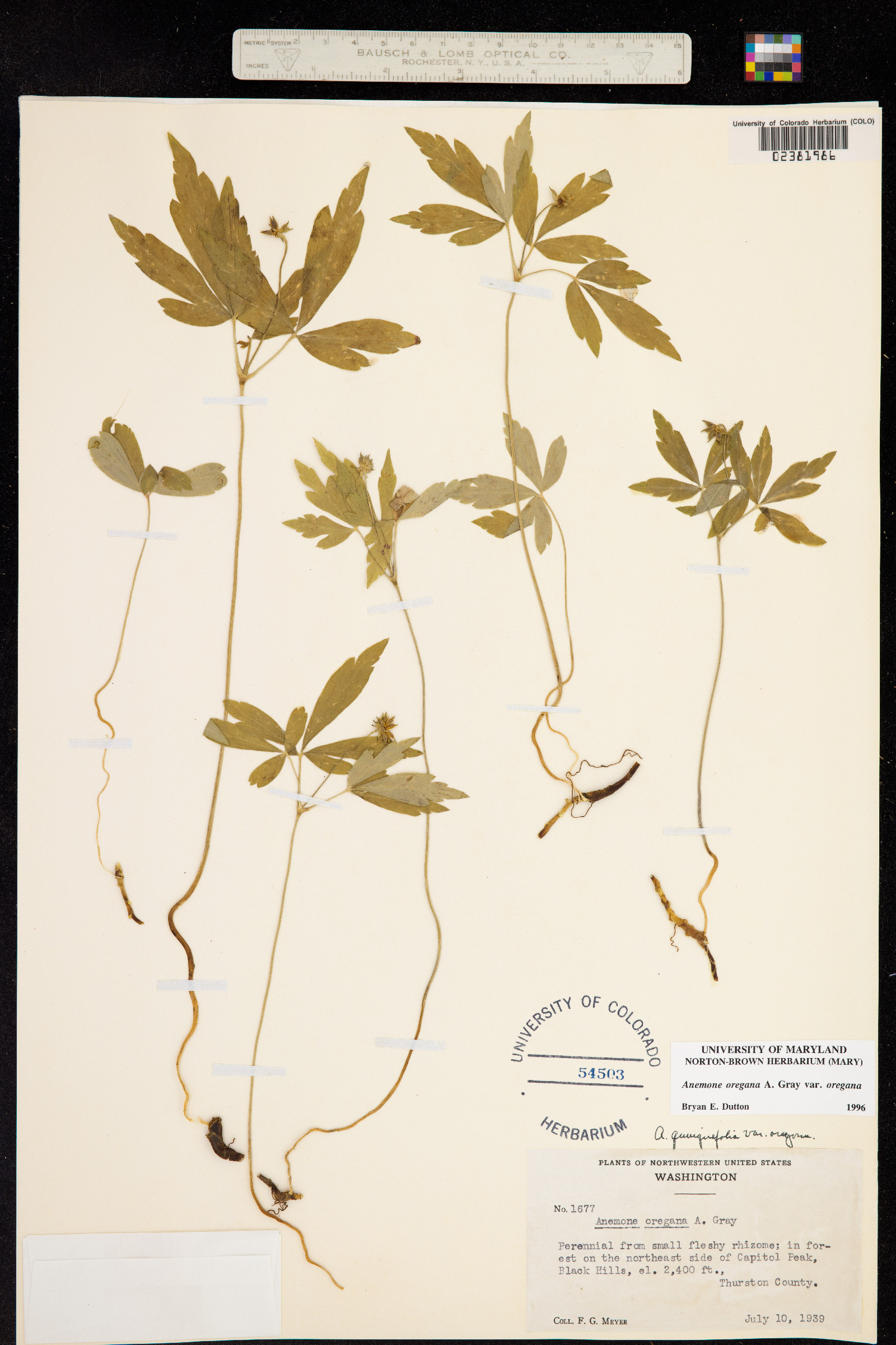 Anemone oregana image