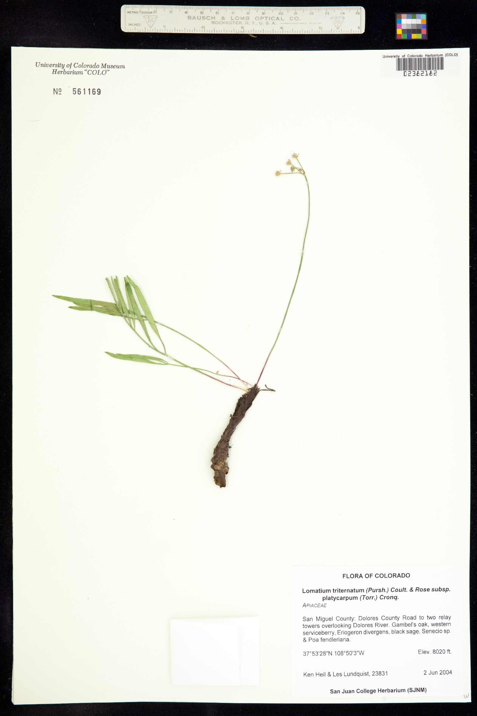 Lomatium simplex var. simplex image