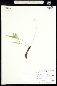 Lomatium simplex image