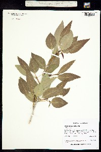 Populus acuminata image