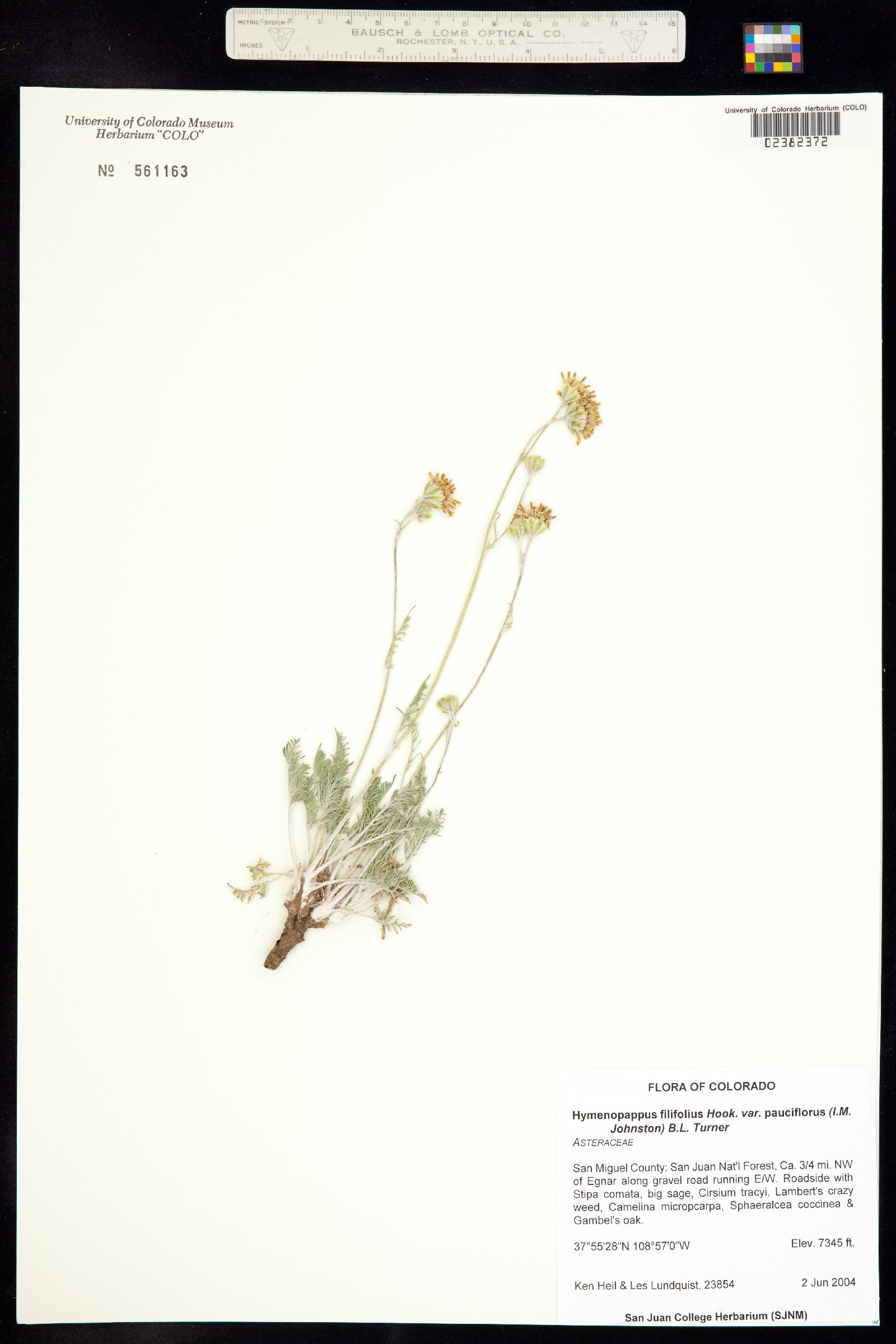 Hymenopappus filifolius var. pauciflorus image