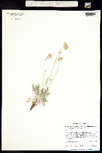 Hymenopappus filifolius var. pauciflorus image